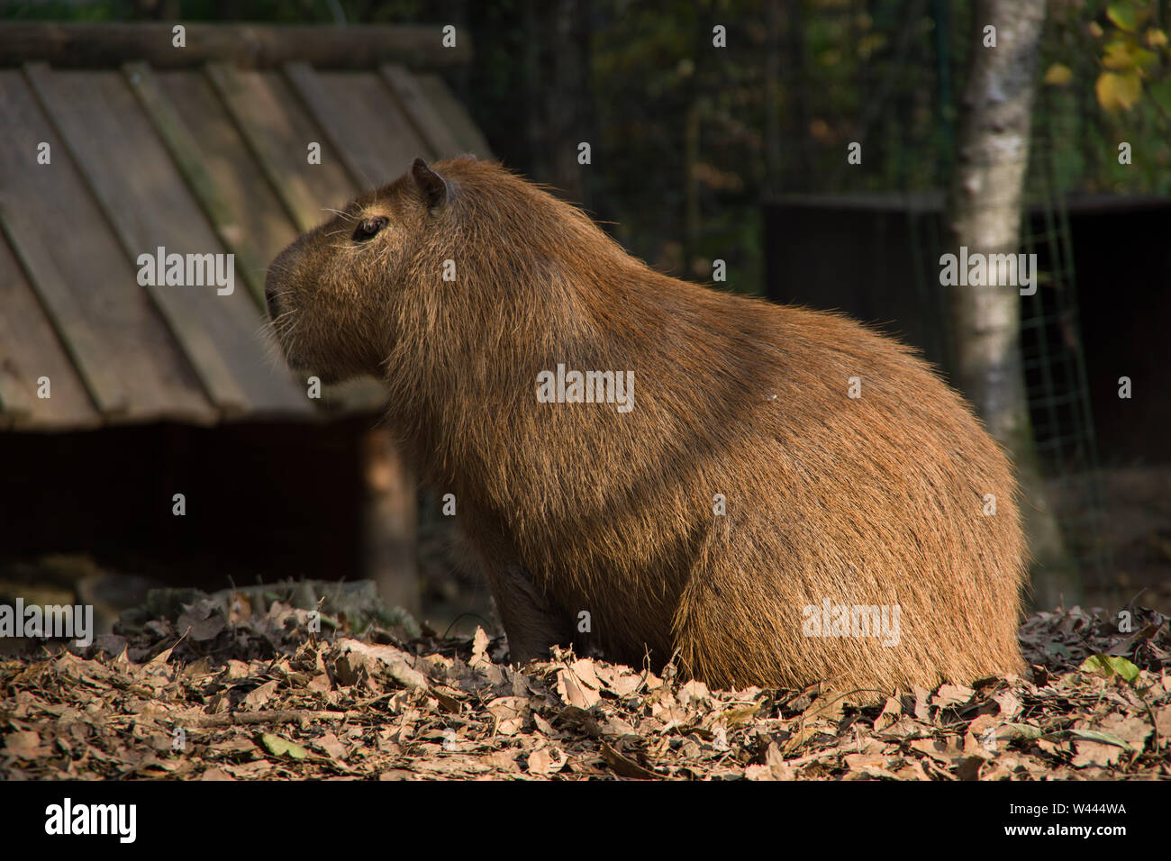 Seitenansicht eines Capybara (Hydrochoerus hydrochaeris) Standortwahl auf dem kleinen Hügel. Stockfoto