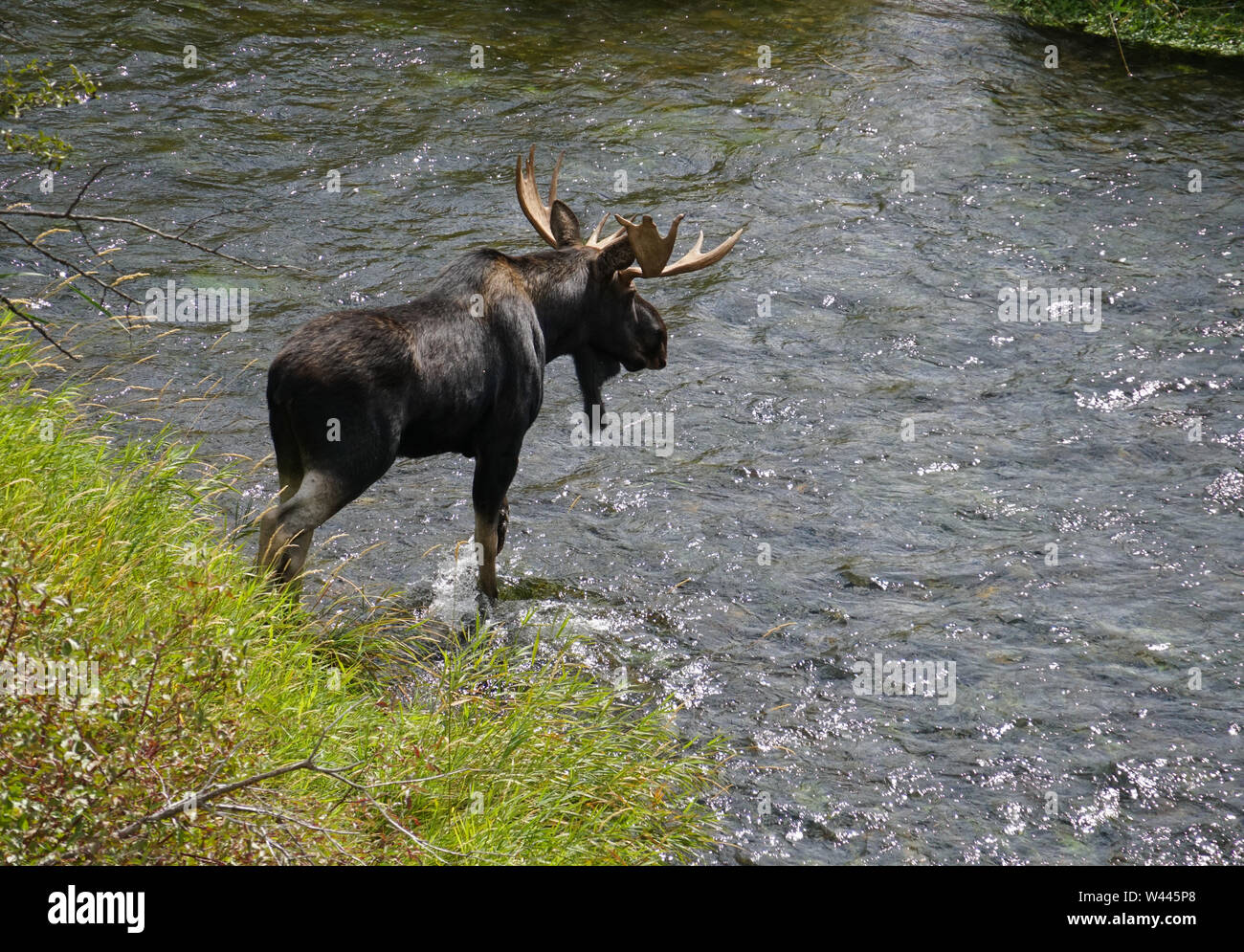 Eine große Bull Moose Kreuze einer beweglichen Fluss. Stockfoto