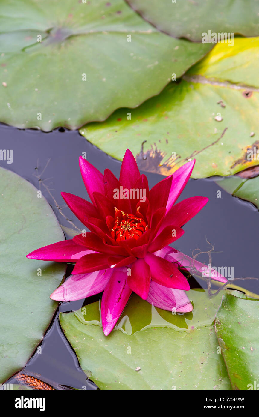 Frische Red Water Lilly mit Blätter in kleinen Teich Stockfoto