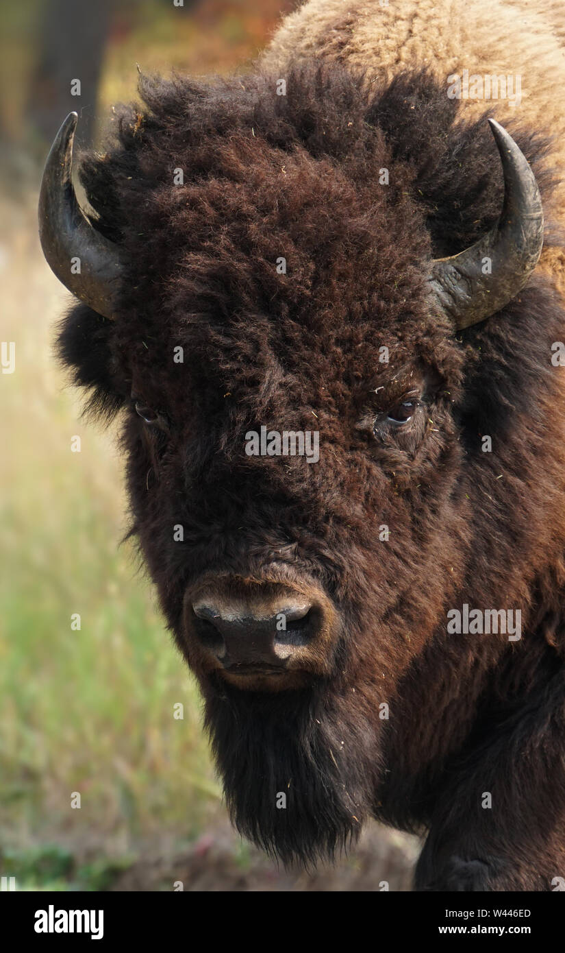 Portrait einer jungen Bison Bulle, mit seinen Hörnern. Stockfoto