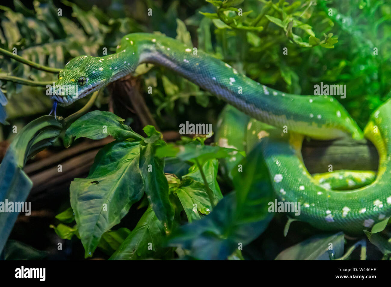 Detroit, Michigan - Ein Green Tree python (Morelia viridis), die auf der Detroit Zoo. Stockfoto
