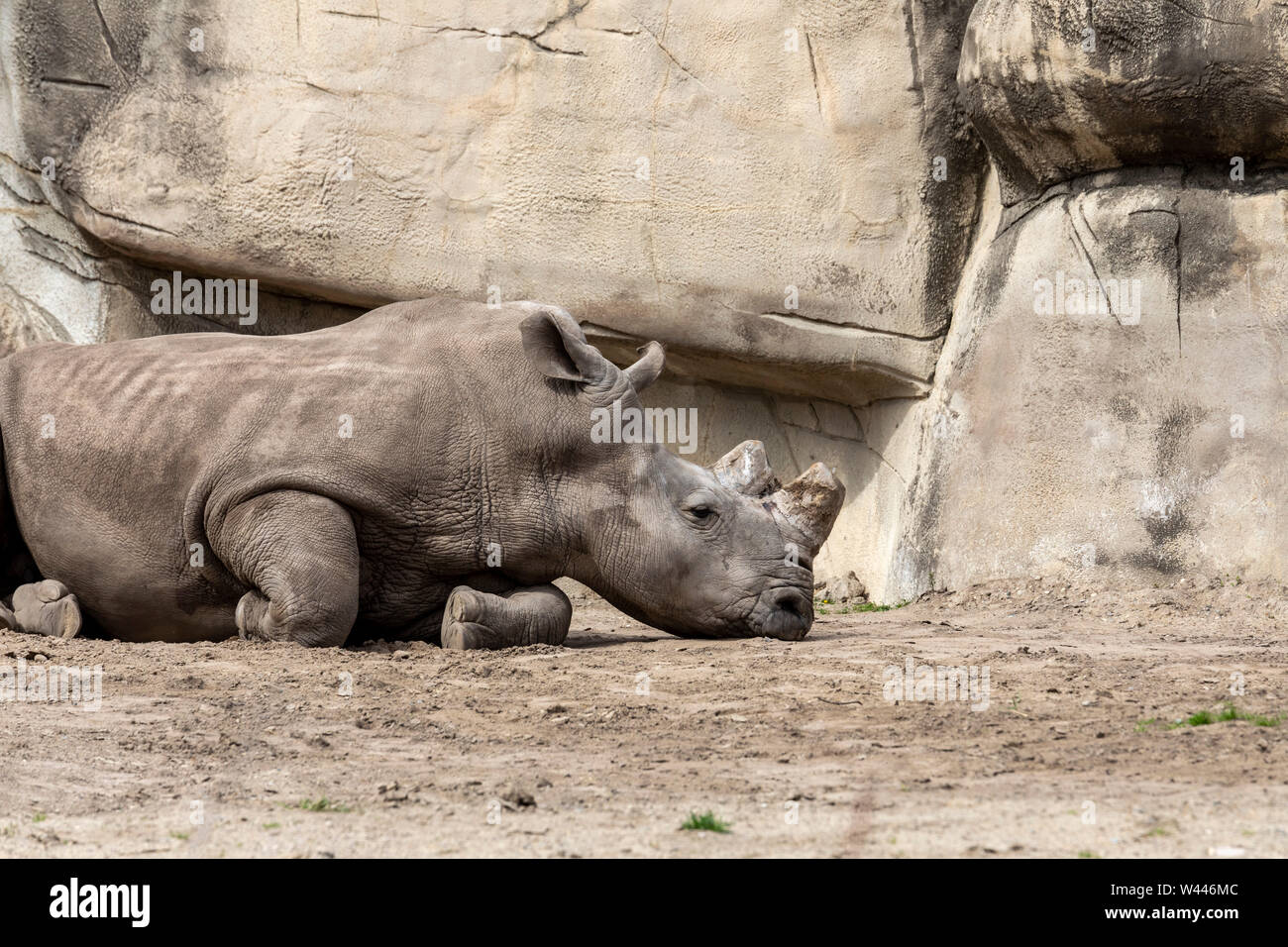 Detroit, Michigan - eine weiße Nashörner (Rhinocerotidae)) auf der Detroit Zoo. Stockfoto