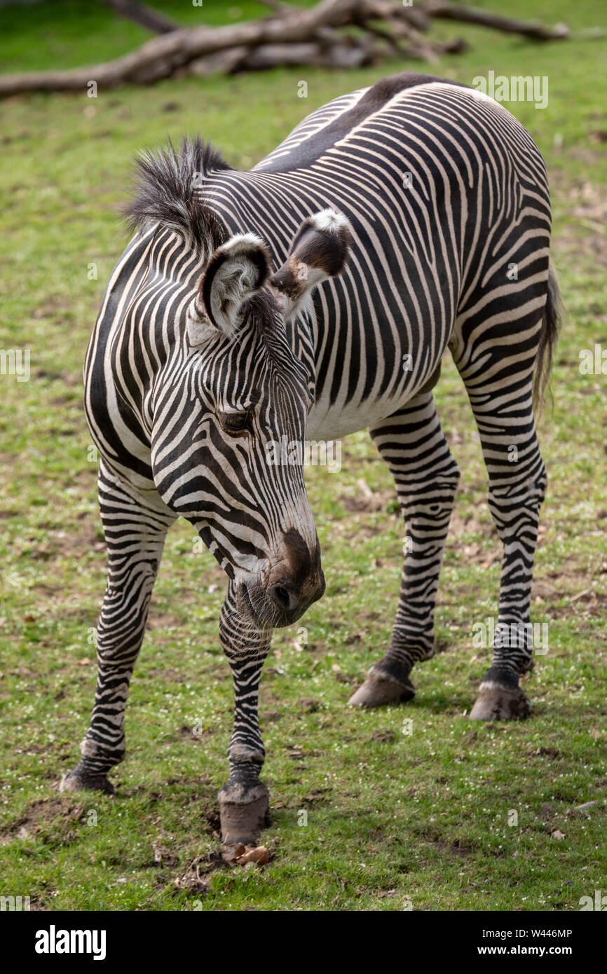 Detroit, Michigan - ein Grevy Zebra (Equus grevyi) auf der Detroit Zoo. Stockfoto