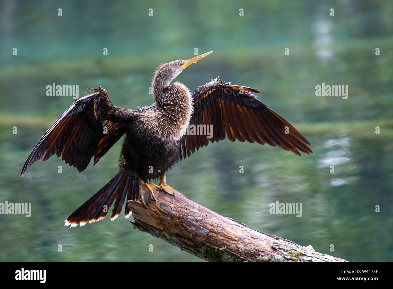 Anhinga thront auf einem Zweig und Trocknen ihre Flügel entlang der Silver River in Silver Springs State Park, Florida Stockfoto