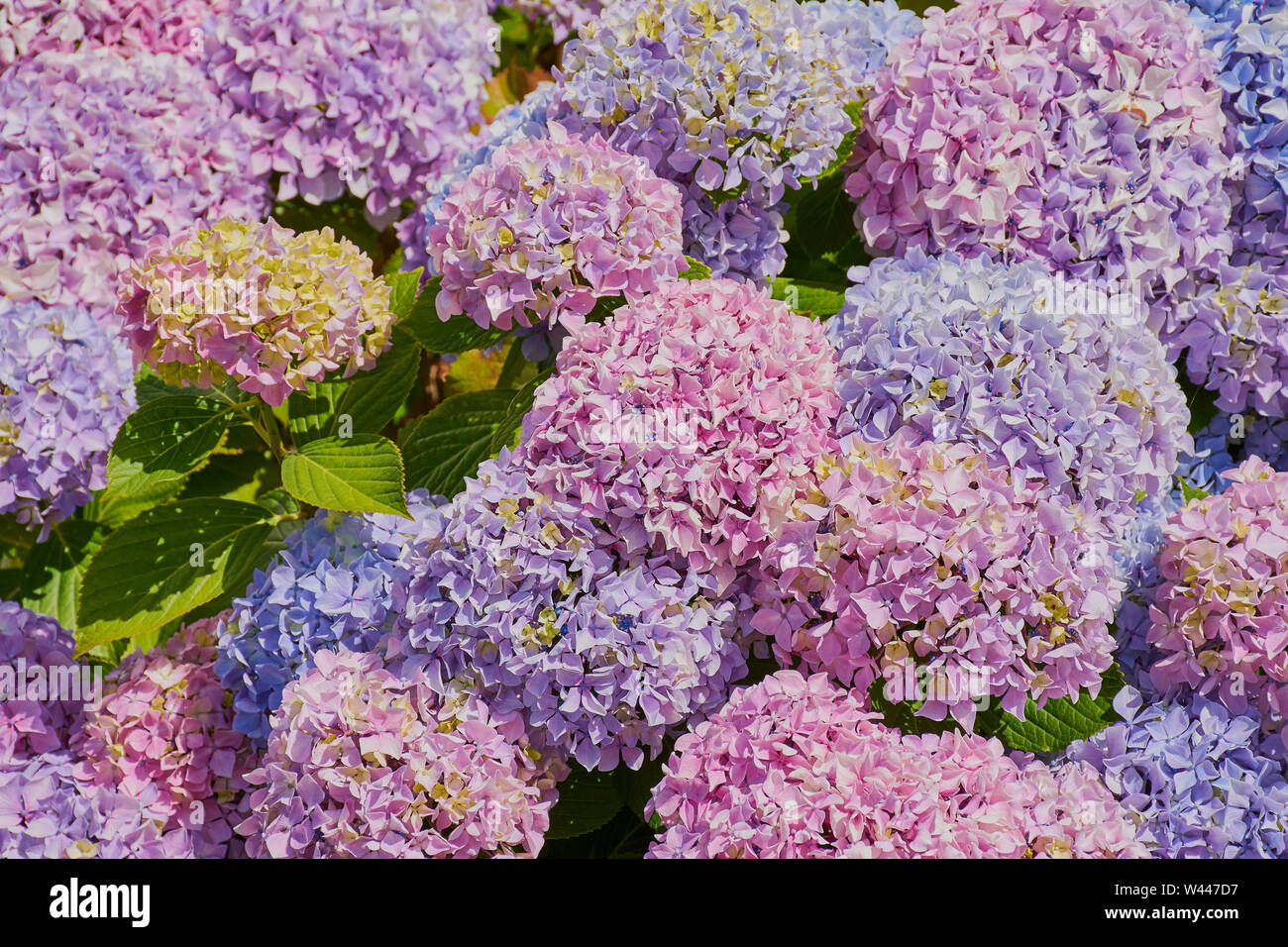 Hortensienbusch Stockfotos und -bilder Kaufen - Alamy