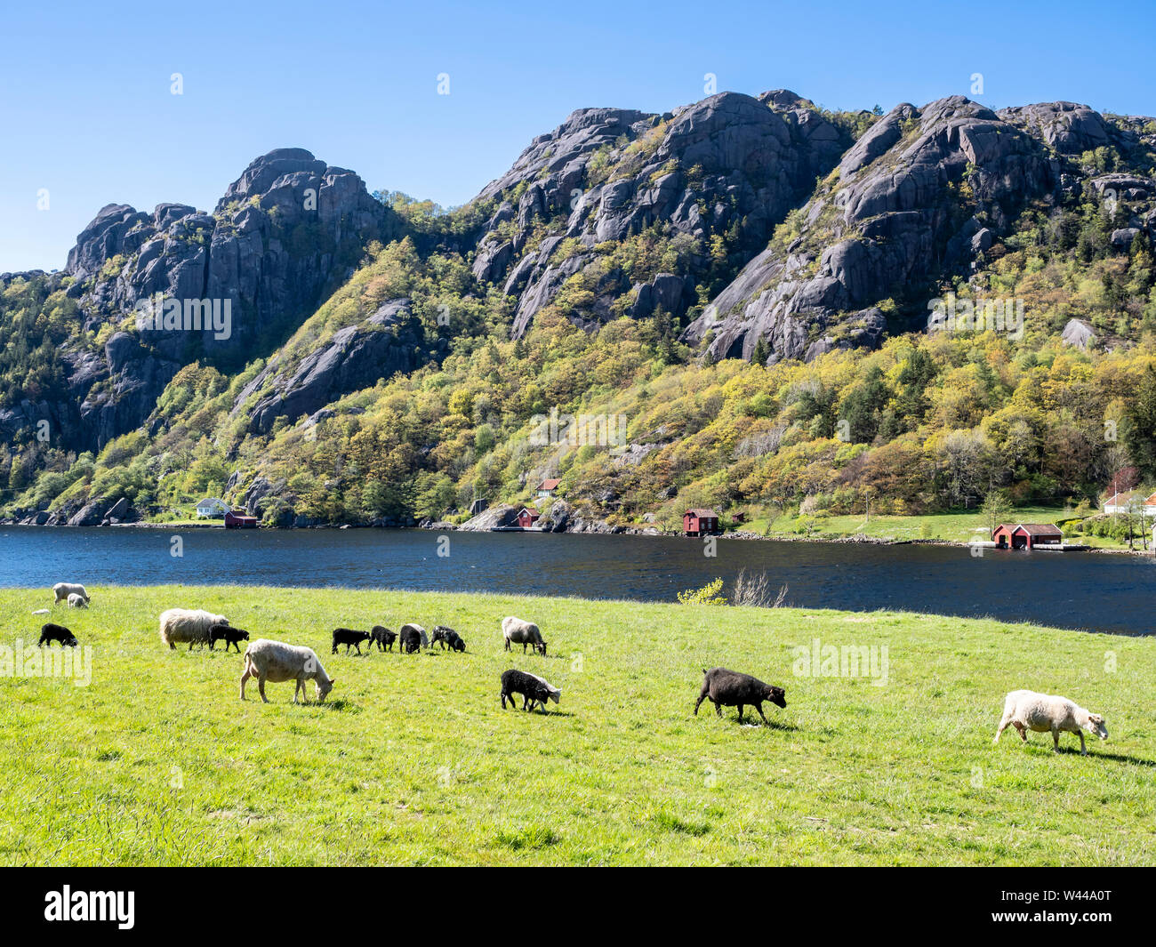 Schafe am Fjord in der Nähe von Ana Sira, Dorf Stornes, an der Küstenstraße 44 zwischen Kristiansand und Egersund, Südnorwegen. Stockfoto