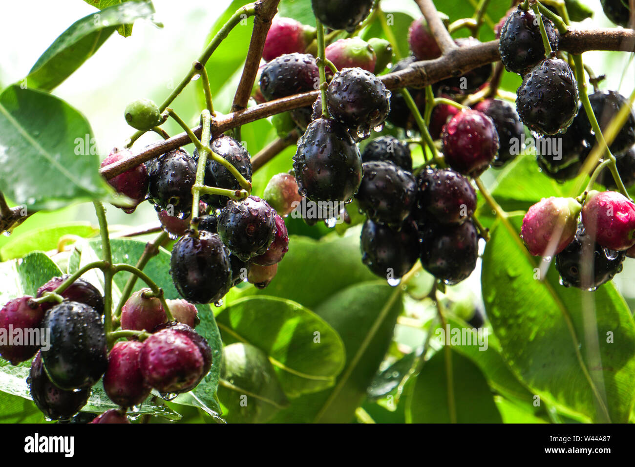 JAMBOLAN PFLAUME, Jamun Obst, Syzygium cumini, schwarze Pflaume, Java Pflaume, schwarze Beere Obst Garten Stockfoto