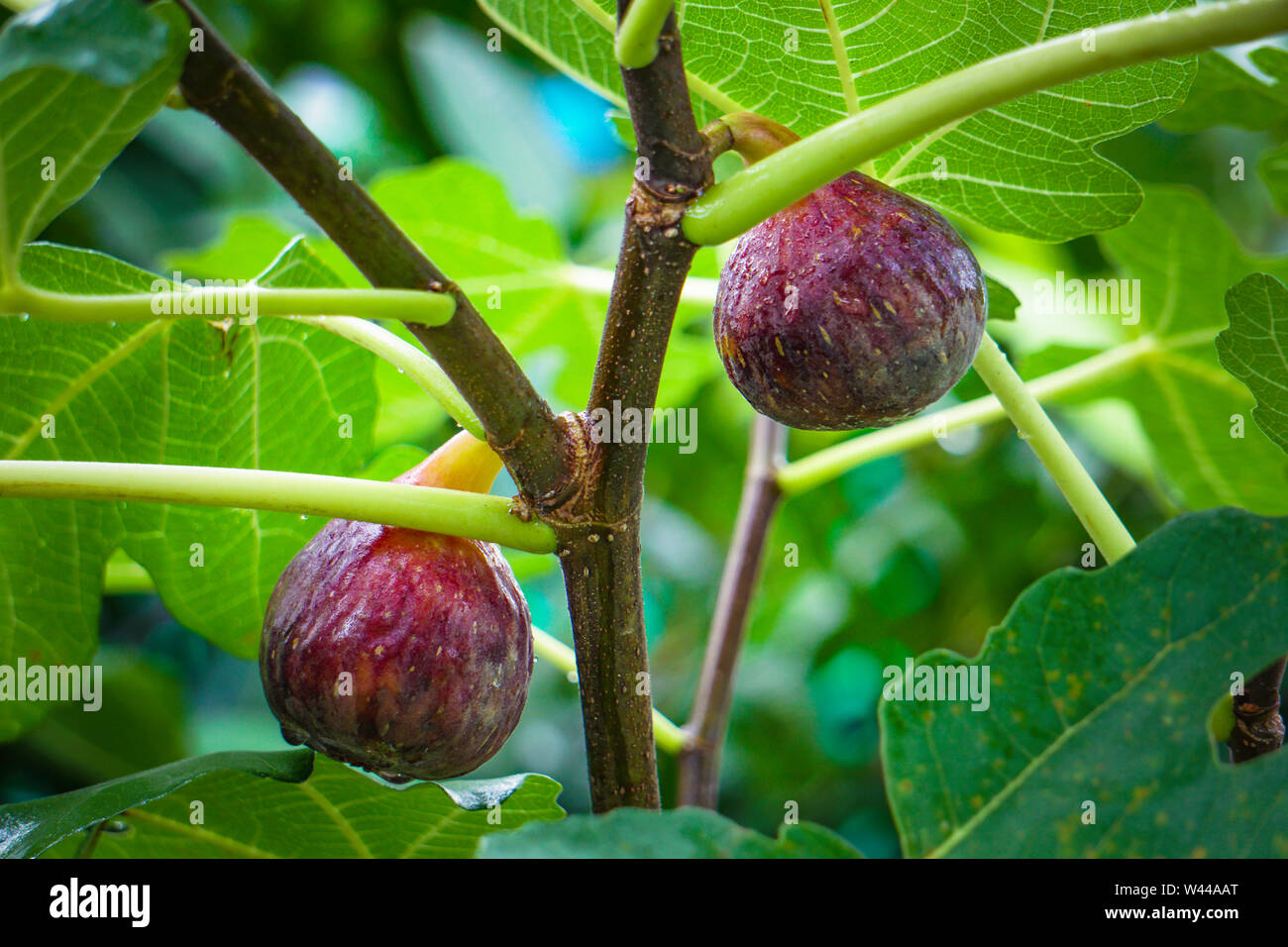 Eine Hand mit Ficus racemosa im Volksmund als Cluster Feigenbaum bekannt, indische Feigenbaum oder goolar (normalen), in Bengali Dumur und die Feigen, nämlich cauliflory Stockfoto