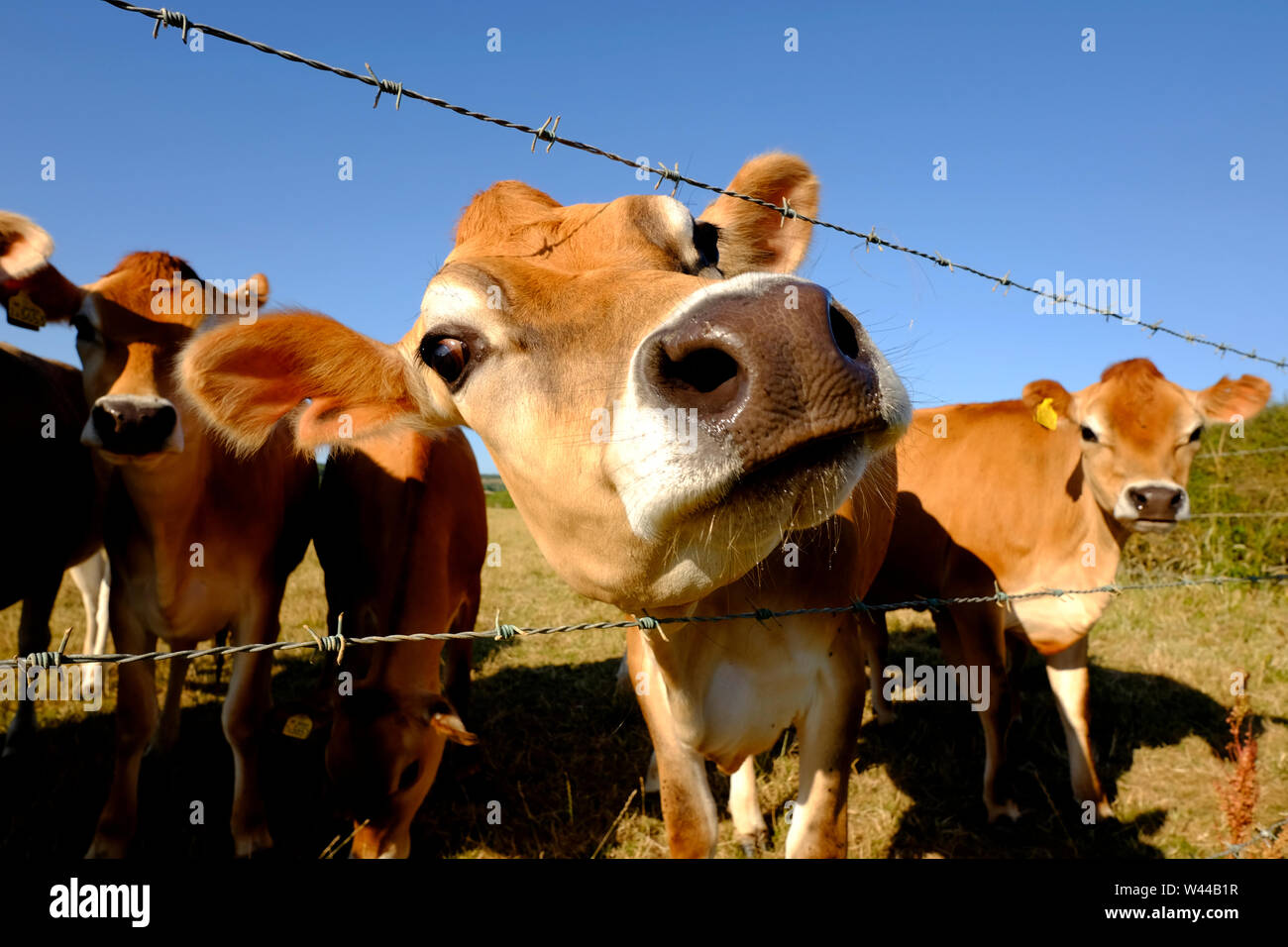 Jersey Kühe neugierig an der Börse Fechten Stockfoto