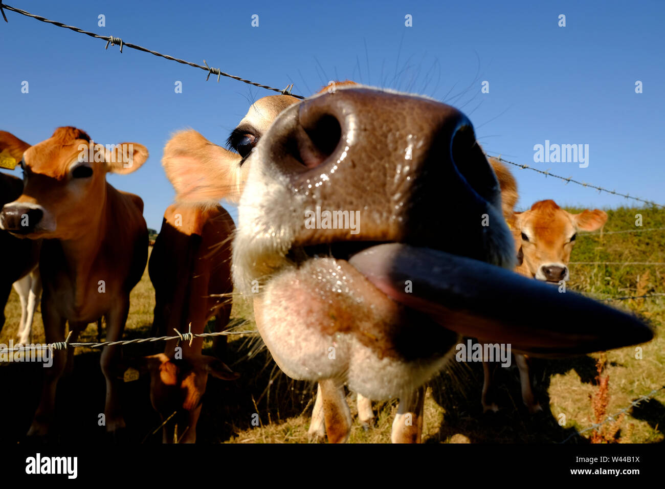 Jersey Kühe neugierig an der Börse Fechten Stockfoto
