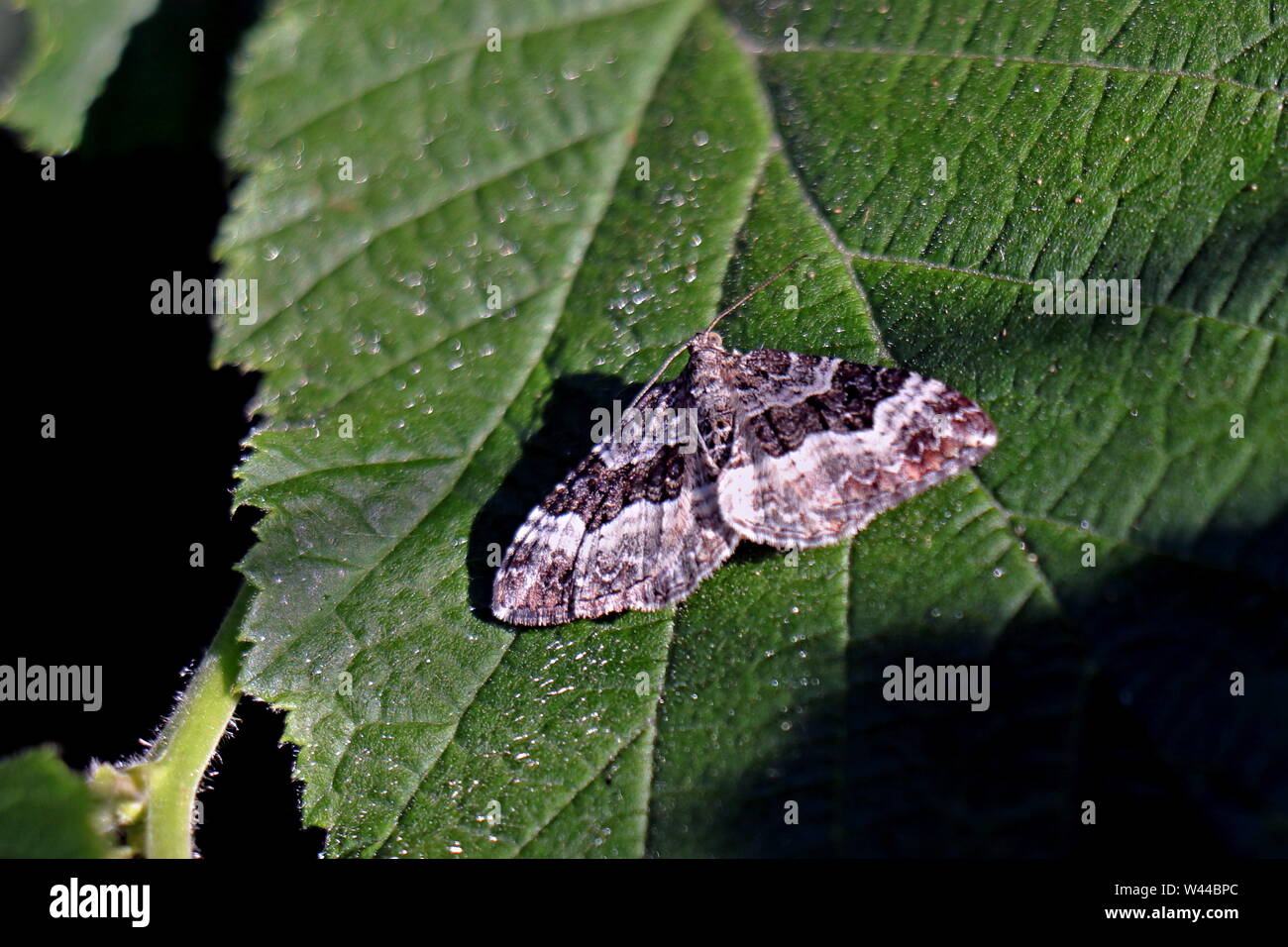 Teppich Moth, Epirrhoe galiata, die galium Teppich, ist ein Schmetterling aus der Familie der Spanner (Geometridae). Ivybriidge, Devon, England. Stockfoto