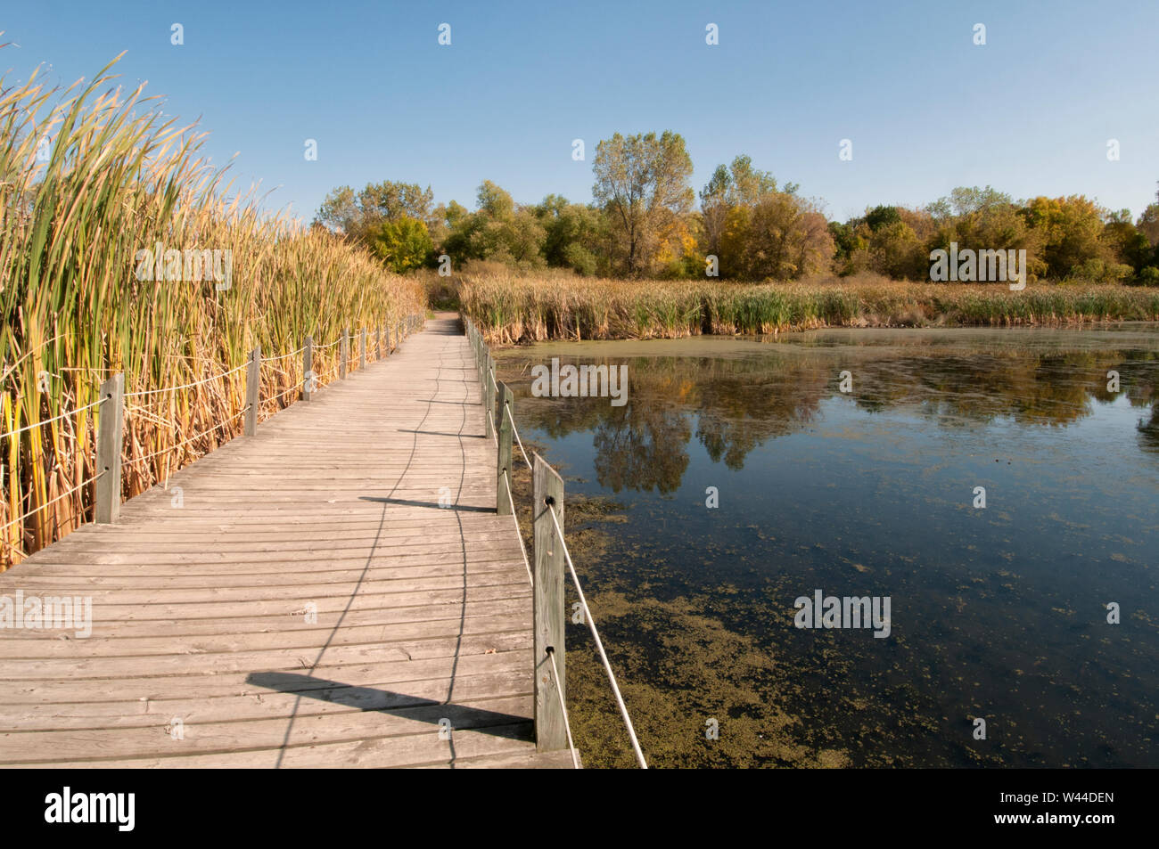Holzpfosten mit algen Fotos und Bildmaterial in hoher Auflösung Alamy