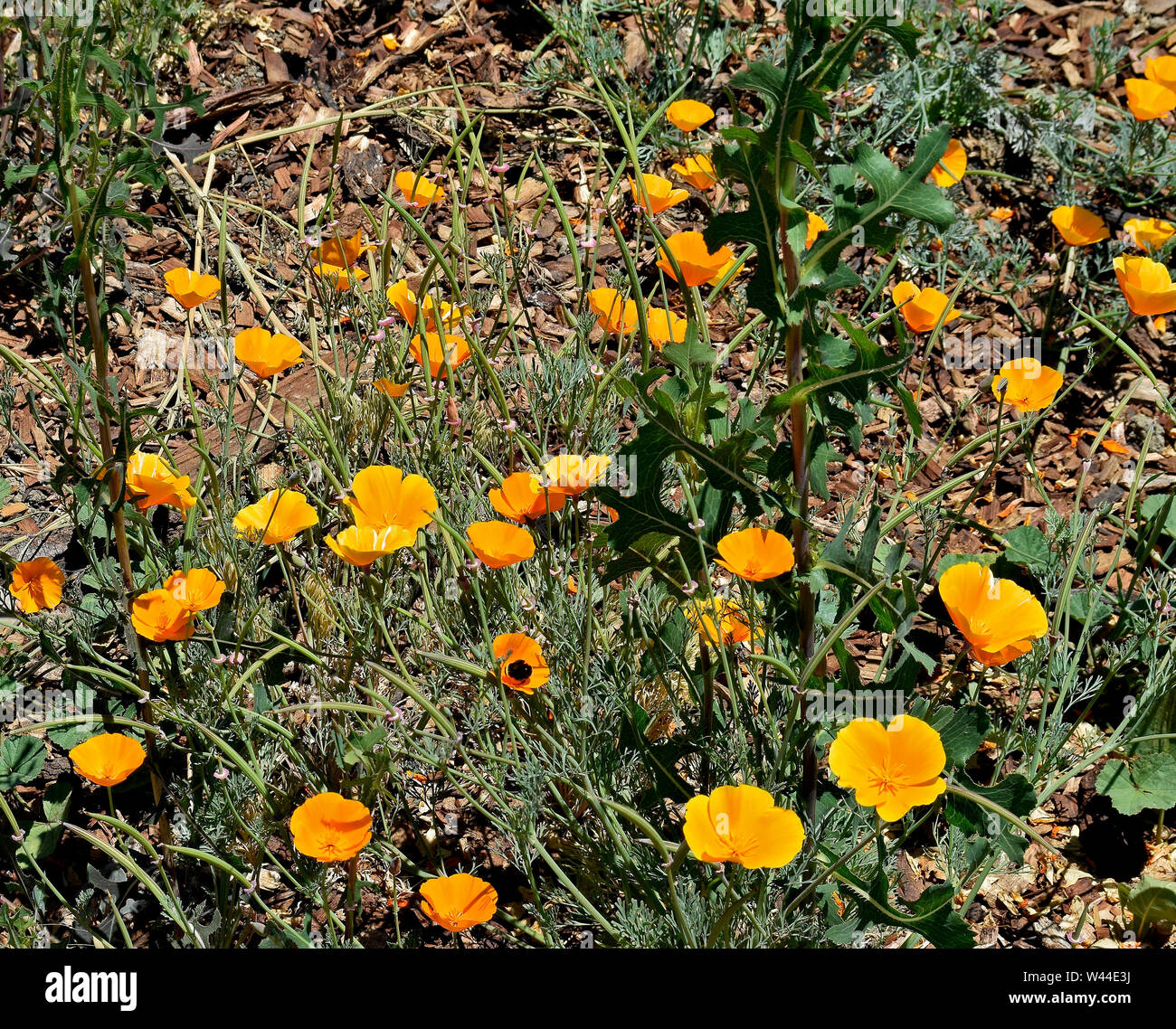 Kalifornien Mohnblumen, Steinbruch Lakes Regional Recreation Area, Kalifornien Stockfoto