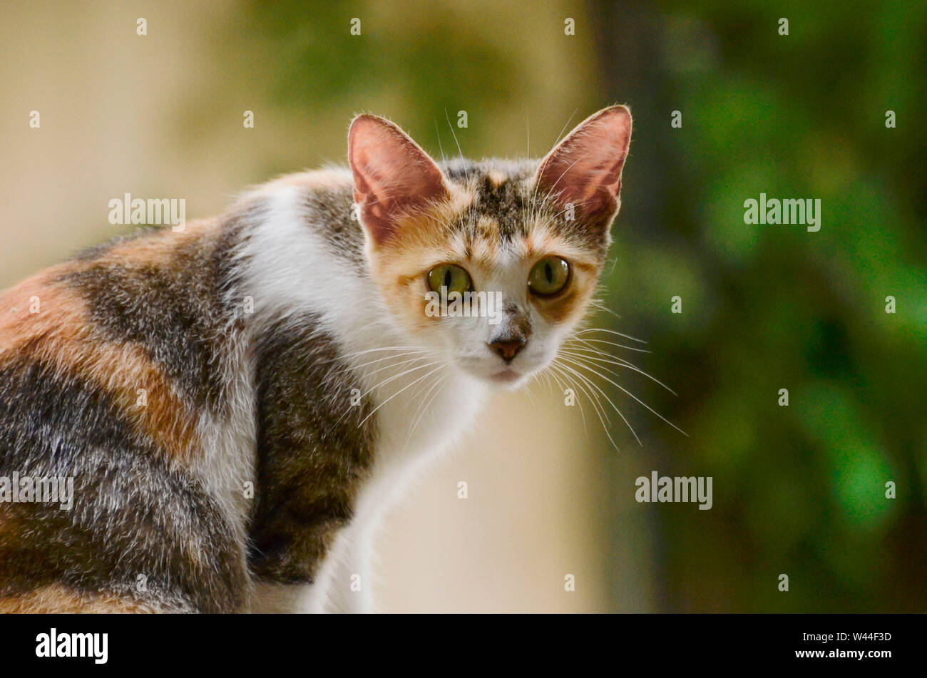 Calico Katze sitzt Profil mit gedrehtem Kopf Stockfoto