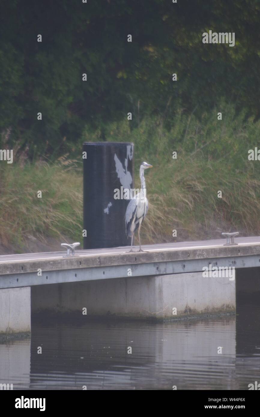 Graureiher (Ardea cinerea), langbeinige räuberischen waten Vogel auf einem Steg thront am Doppelten Sperren auf die Exeter Ship Canal auf einem Sommer Abend. UK. Stockfoto