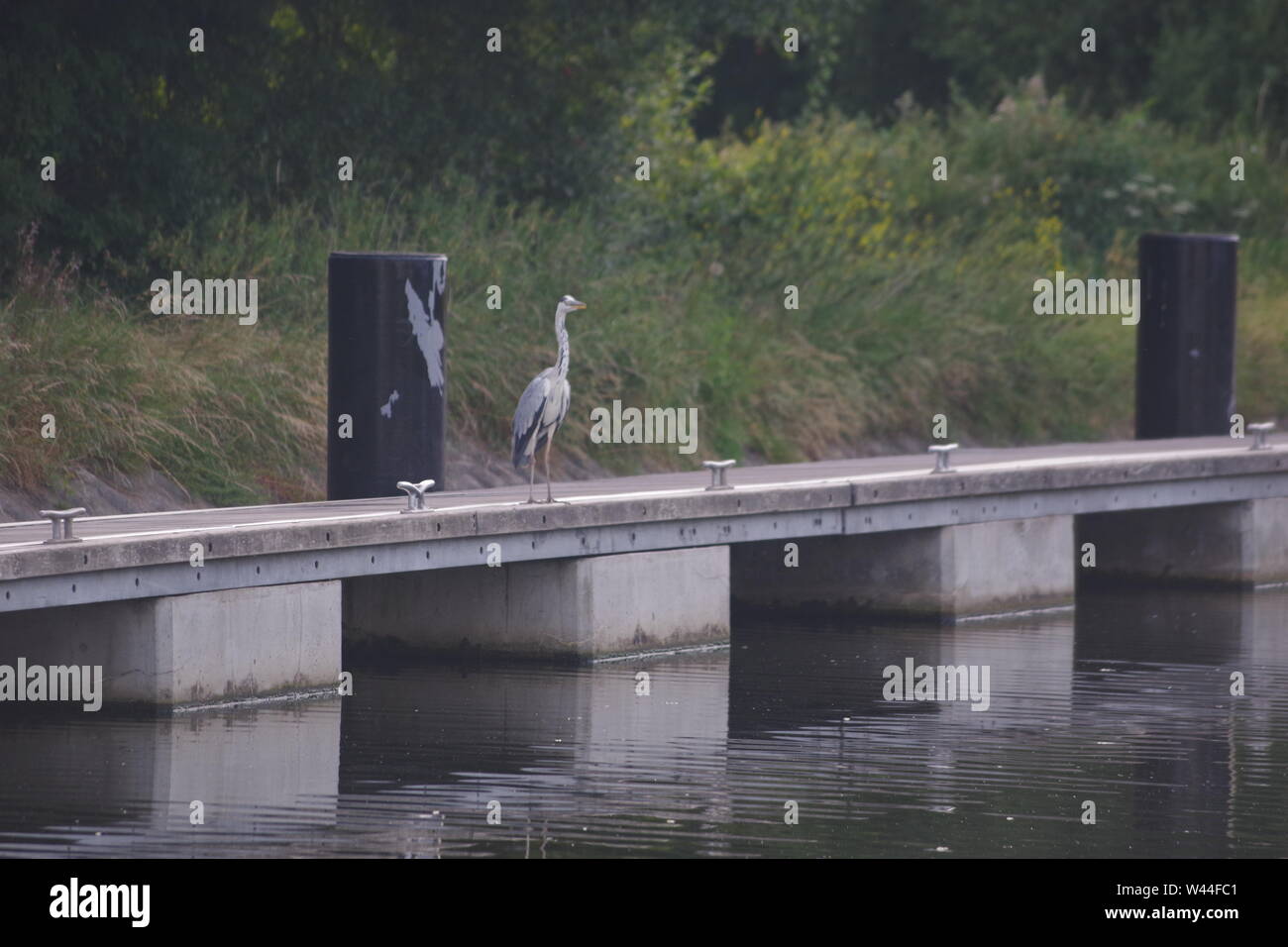 Graureiher (Ardea cinerea), langbeinige räuberischen waten Vogel auf einem Steg thront am Doppelten Sperren auf die Exeter Ship Canal auf einem Sommer Abend. UK. Stockfoto