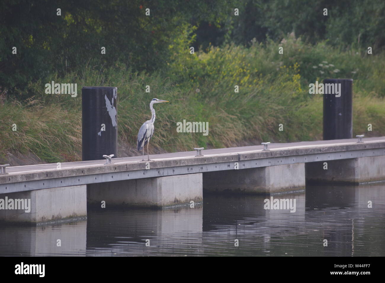 Graureiher (Ardea cinerea), langbeinige räuberischen waten Vogel auf einem Steg thront am Doppelten Sperren auf die Exeter Ship Canal auf einem Sommer Abend. UK. Stockfoto
