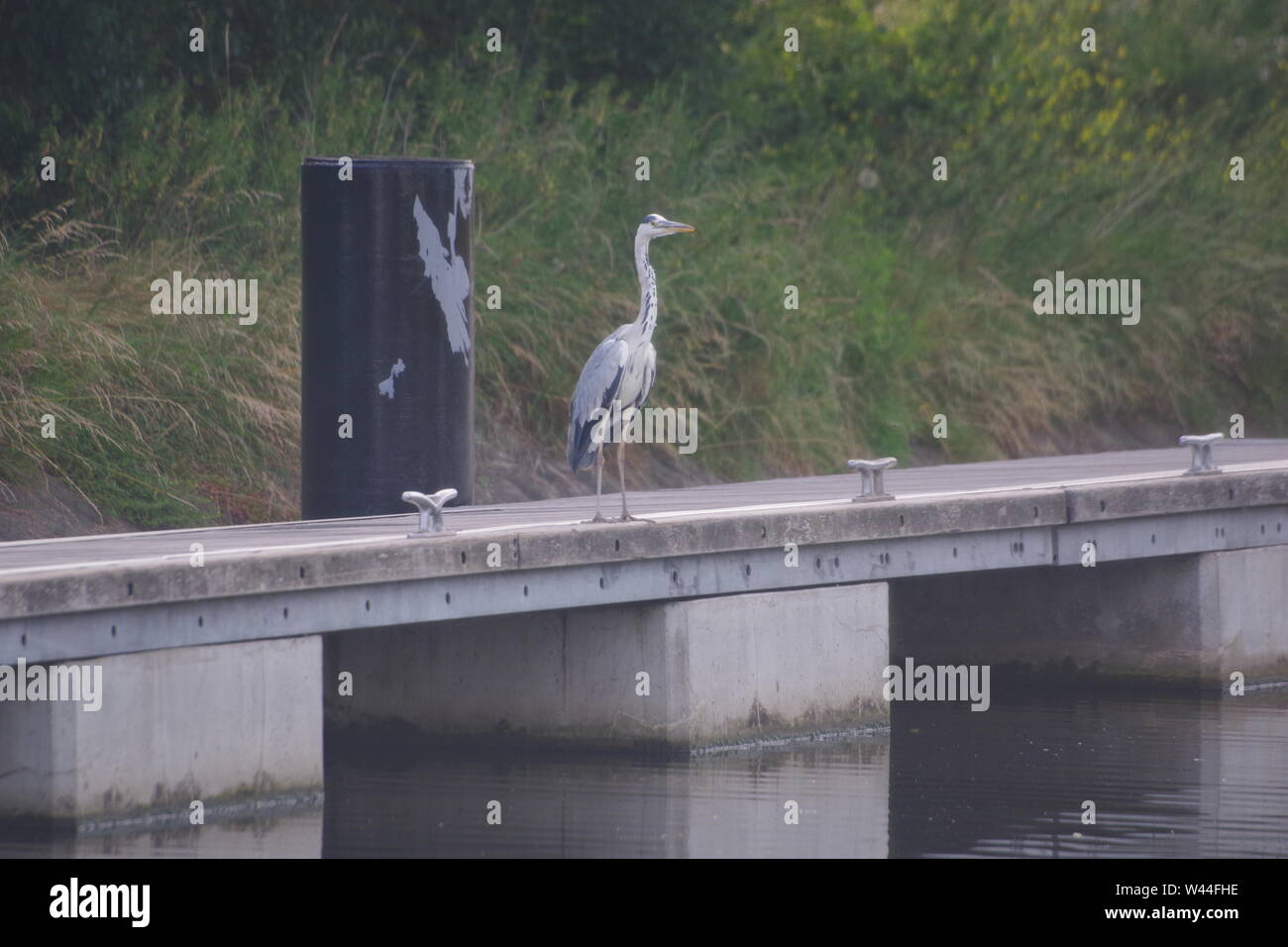Graureiher (Ardea cinerea), langbeinige räuberischen waten Vogel auf einem Steg thront am Doppelten Sperren auf die Exeter Ship Canal auf einem Sommer Abend. UK. Stockfoto