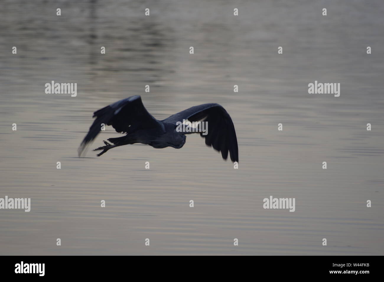 Graureiher (Ardea cinerea), langbeinige räuberischen waten Vogel, im Flug über die Exeter Ship Canal bei Doppel auf einem Sommer Abend gesperrt. Exeter, Großbritannien. Stockfoto