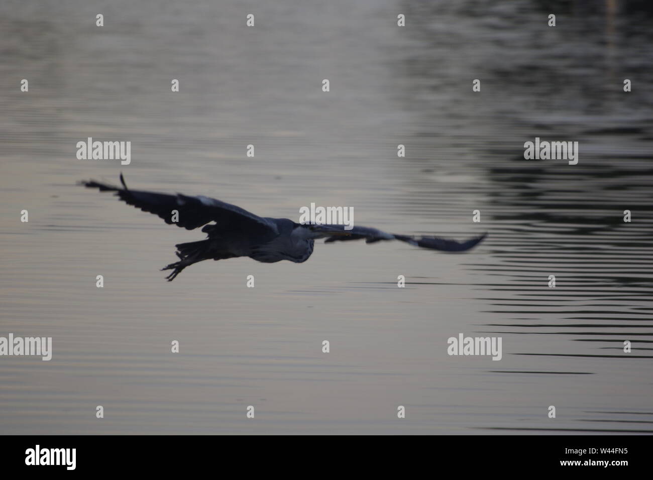 Graureiher (Ardea cinerea), langbeinige räuberischen waten Vogel, im Flug über die Exeter Ship Canal bei Doppel auf einem Sommer Abend gesperrt. Exeter, Großbritannien. Stockfoto