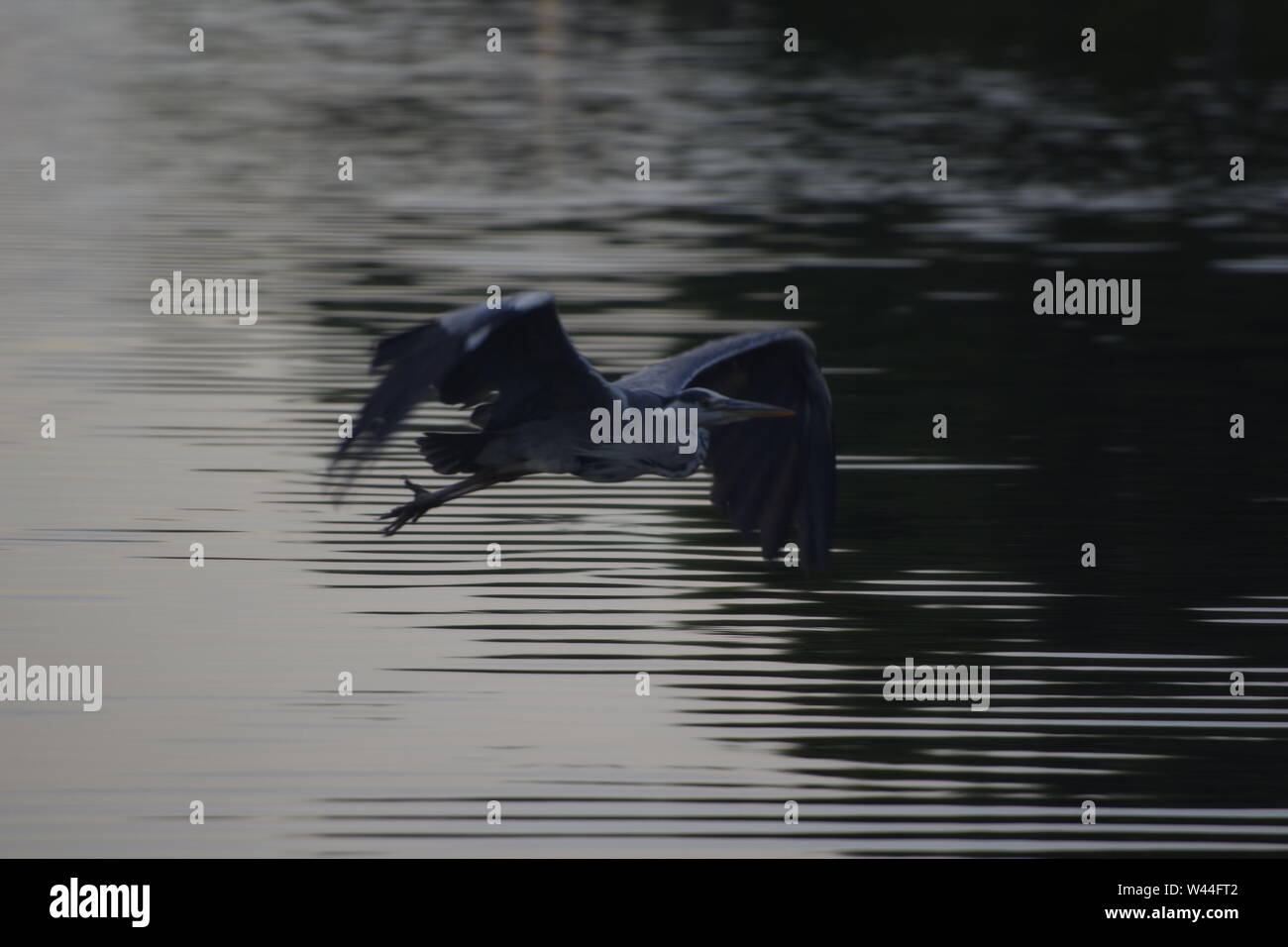 Graureiher (Ardea cinerea), langbeinige räuberischen waten Vogel, im Flug über die Exeter Ship Canal bei Doppel auf einem Sommer Abend gesperrt. Exeter, Großbritannien. Stockfoto