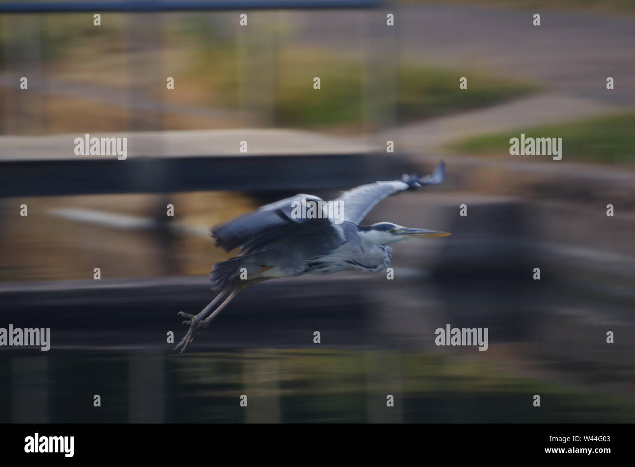 Graureiher (Ardea cinerea), langbeinige räuberischen waten Vogel, im Flug über die Exeter Ship Canal bei Doppel auf einem Sommer Abend gesperrt. Exeter, Großbritannien. Stockfoto