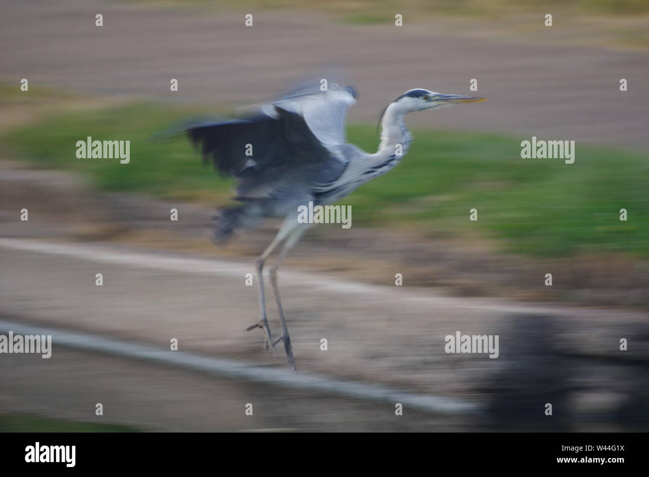 Graureiher (Ardea cinerea), langbeinige räuberischen waten Vogel, im Flug über die Exeter Ship Canal bei Doppel auf einem Sommer Abend gesperrt. Exeter, Großbritannien. Stockfoto