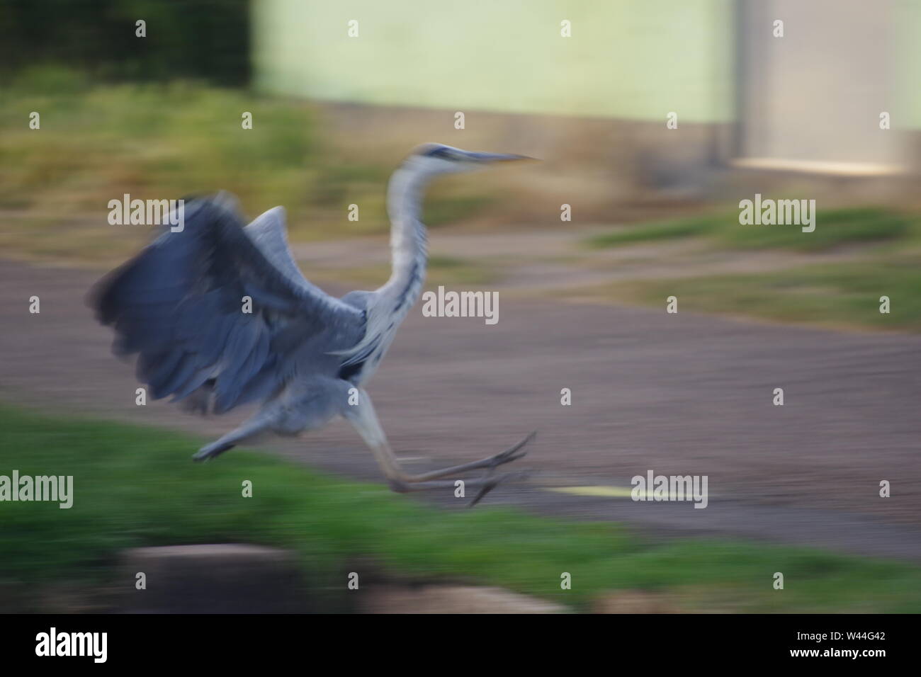 Graureiher (Ardea cinerea), langbeinige räuberischen waten Vogel, im Flug über die Exeter Ship Canal bei Doppel auf einem Sommer Abend gesperrt. Exeter, Großbritannien. Stockfoto