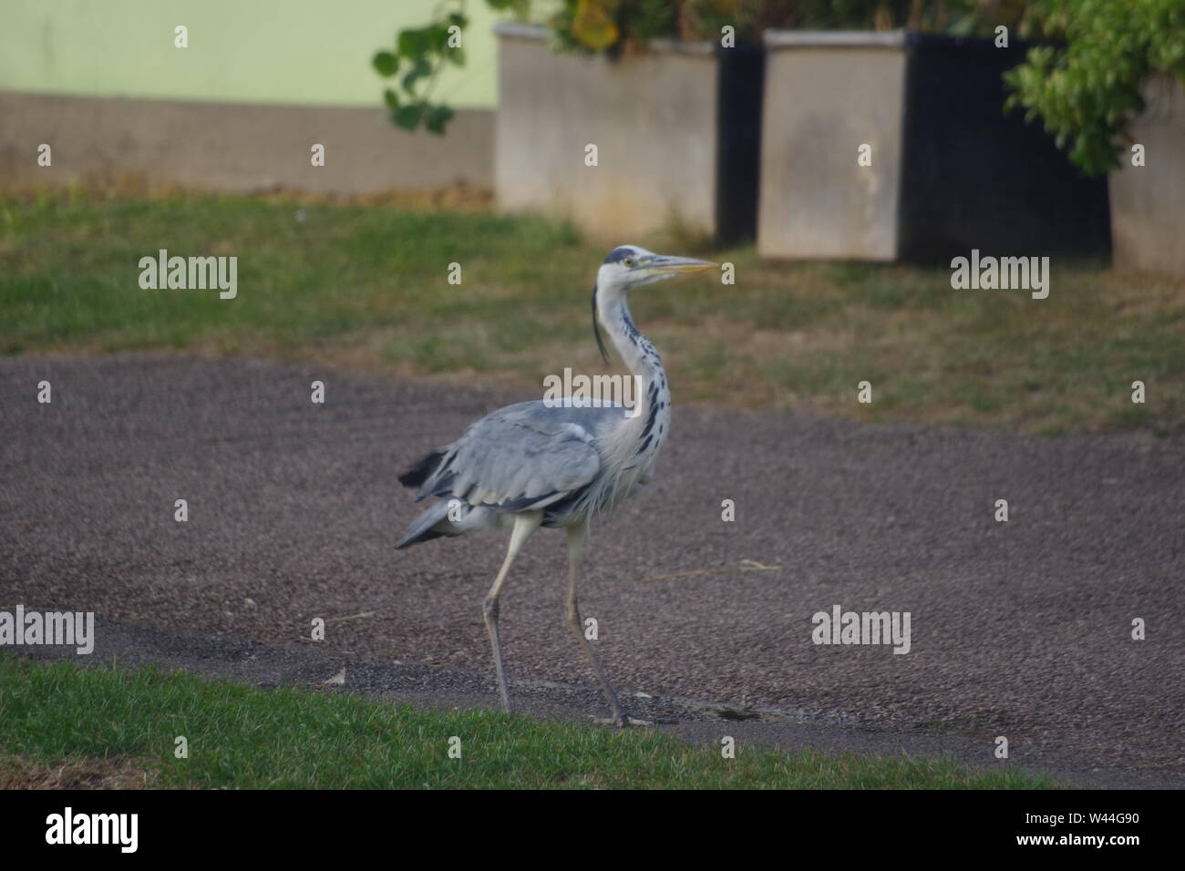 Graureiher (Ardea cinerea), langbeinige räuberischen waten Vogel, stehend auf der Exeter Ship Canal Weg durch Doppelklick auf einen Sommer Abend gesperrt. Devon, UK. Stockfoto
