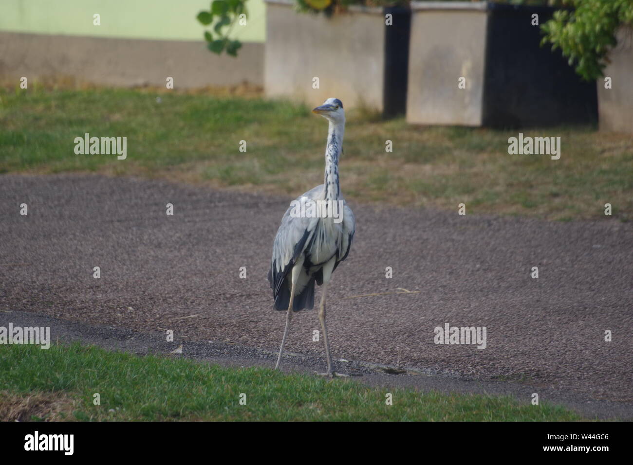 Graureiher (Ardea cinerea), langbeinige räuberischen waten Vogel, stehend auf der Exeter Ship Canal Weg durch Doppelklick auf einen Sommer Abend gesperrt. Devon, UK. Stockfoto