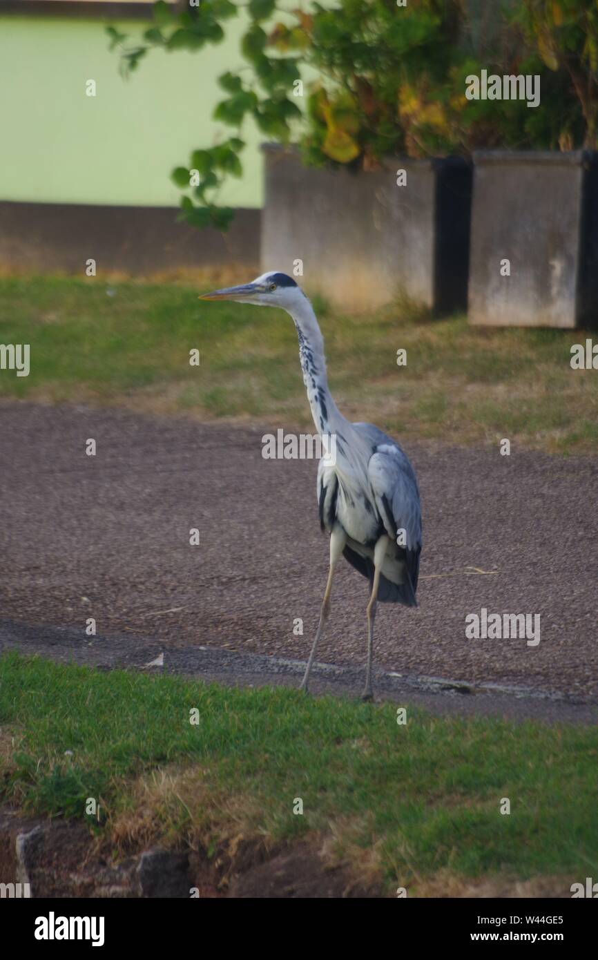 Graureiher (Ardea cinerea), langbeinige räuberischen waten Vogel, stehend auf der Exeter Ship Canal Weg durch Doppelklick auf einen Sommer Abend gesperrt. Devon, UK. Stockfoto