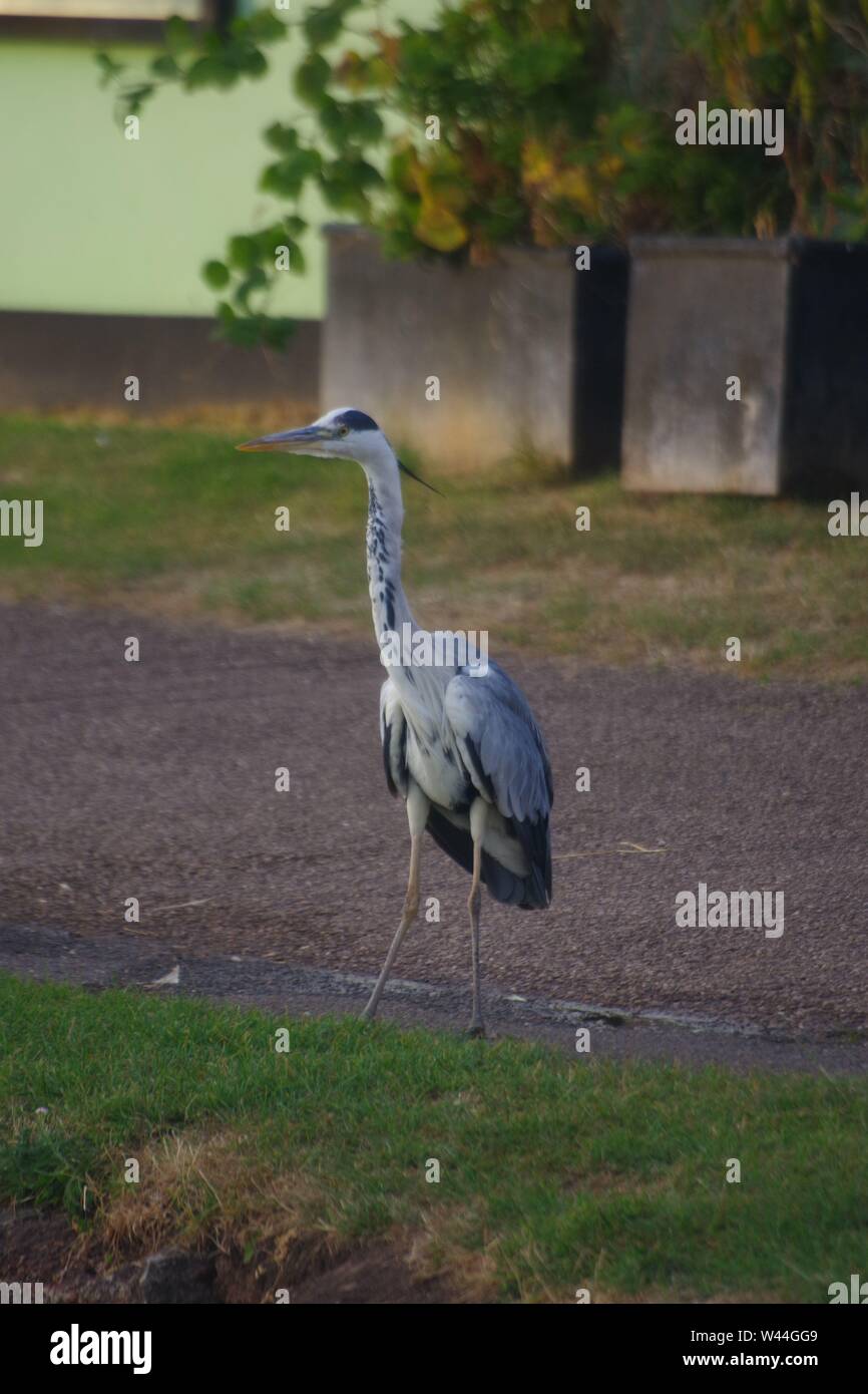 Graureiher (Ardea cinerea), langbeinige räuberischen waten Vogel, stehend auf der Exeter Ship Canal Weg durch Doppelklick auf einen Sommer Abend gesperrt. Devon, UK. Stockfoto