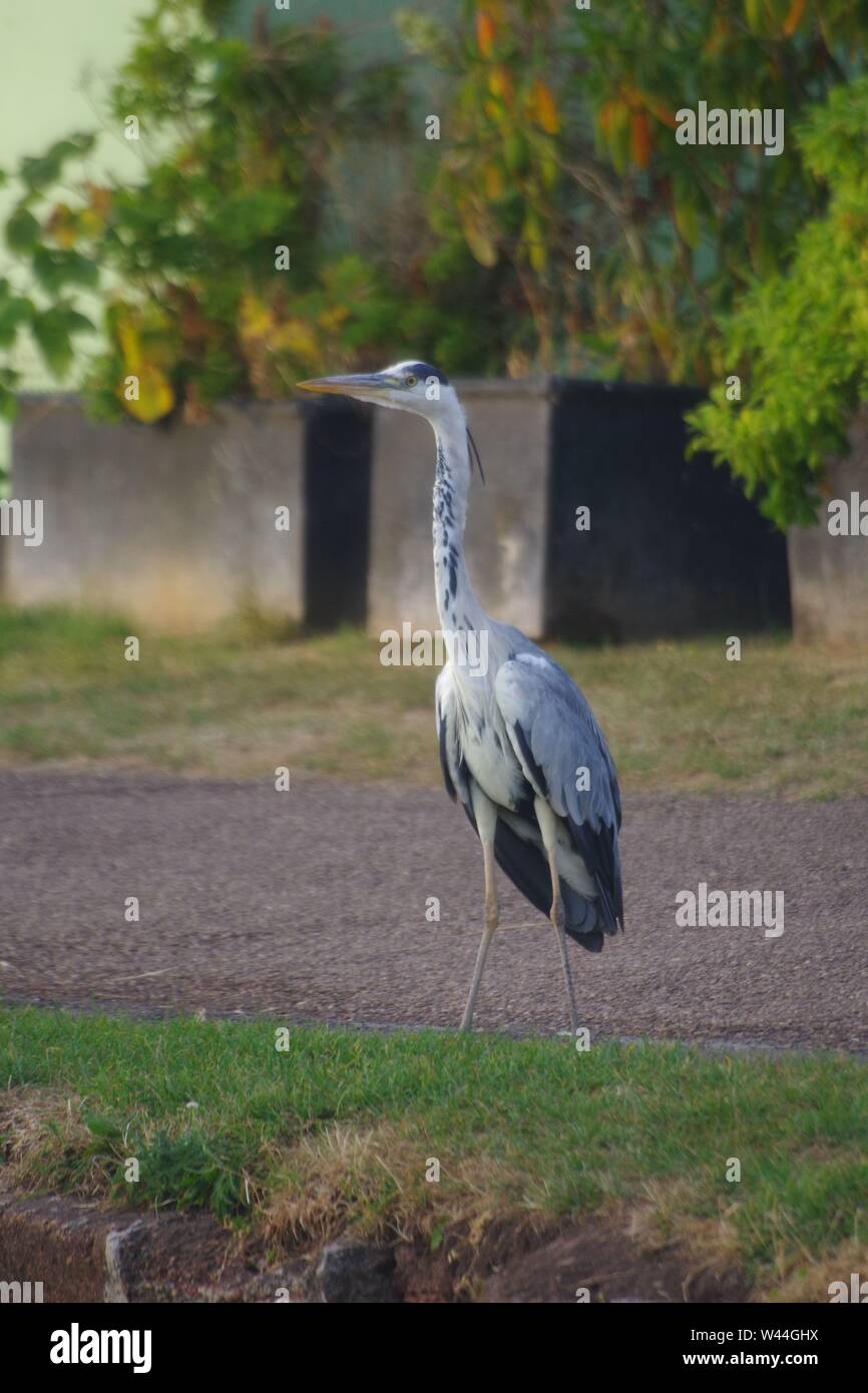 Graureiher (Ardea cinerea), langbeinige räuberischen waten Vogel, stehend auf der Exeter Ship Canal Weg durch Doppelklick auf einen Sommer Abend gesperrt. Devon, UK. Stockfoto