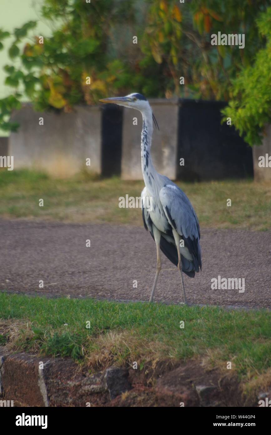 Graureiher (Ardea cinerea), langbeinige räuberischen waten Vogel, stehend auf der Exeter Ship Canal Weg durch Doppelklick auf einen Sommer Abend gesperrt. Devon, UK. Stockfoto