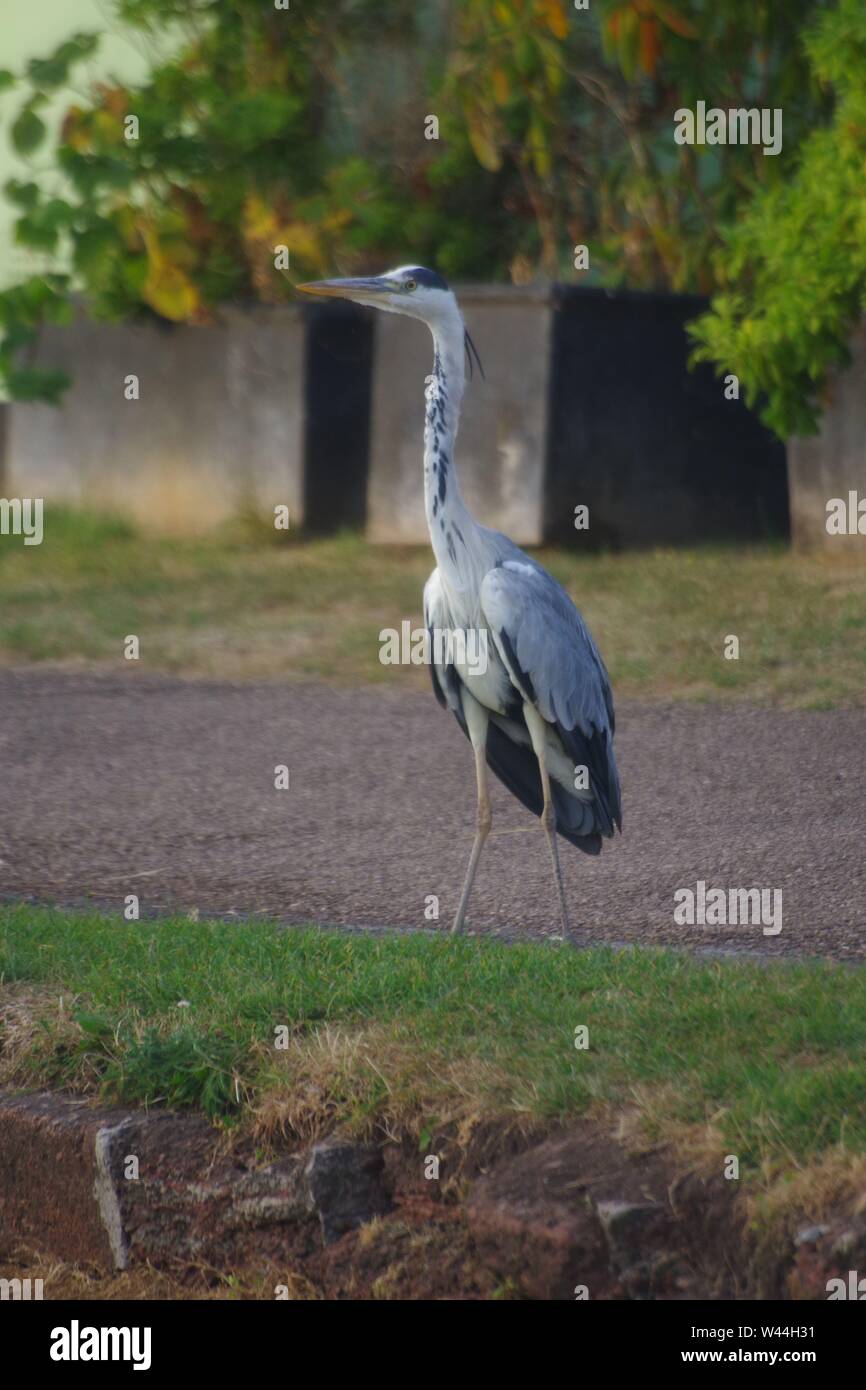 Graureiher (Ardea cinerea), langbeinige räuberischen waten Vogel, stehend auf der Exeter Ship Canal Weg durch Doppelklick auf einen Sommer Abend gesperrt. Devon, UK. Stockfoto