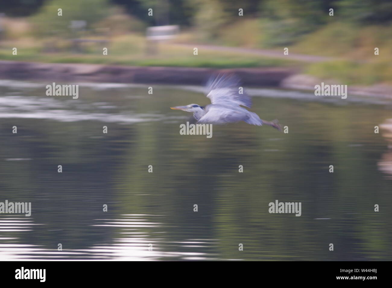 Graureiher (Ardea cinerea), langbeinige räuberischen waten Vogel, im Flug über die Exeter Ship Canal bei Doppel auf einem Sommer Abend gesperrt. Exeter, Großbritannien. Stockfoto