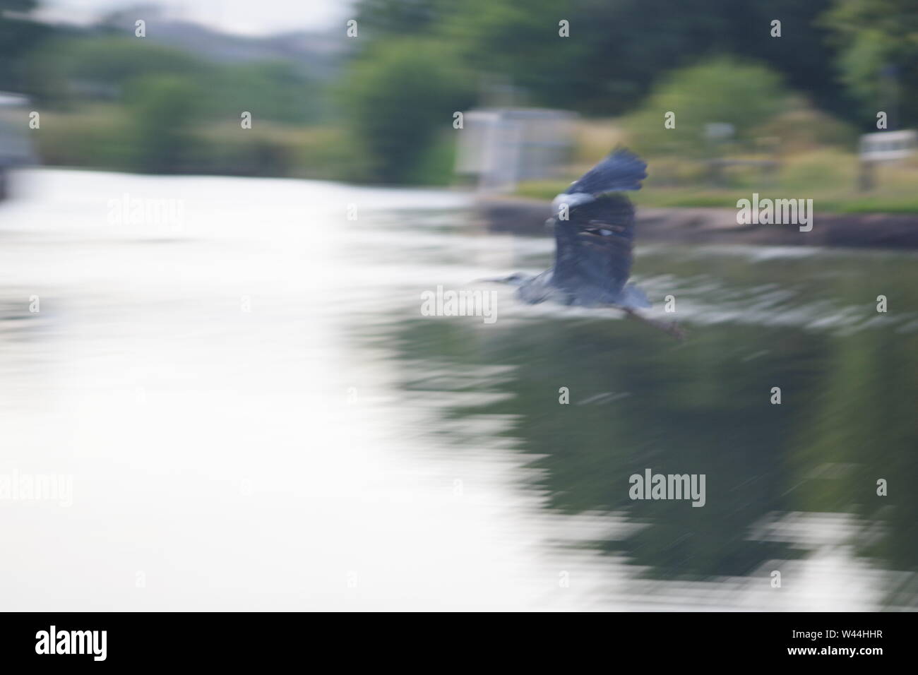 Graureiher (Ardea cinerea), langbeinige räuberischen waten Vogel, im Flug über die Exeter Ship Canal bei Doppel auf einem Sommer Abend gesperrt. Exeter, Großbritannien. Stockfoto