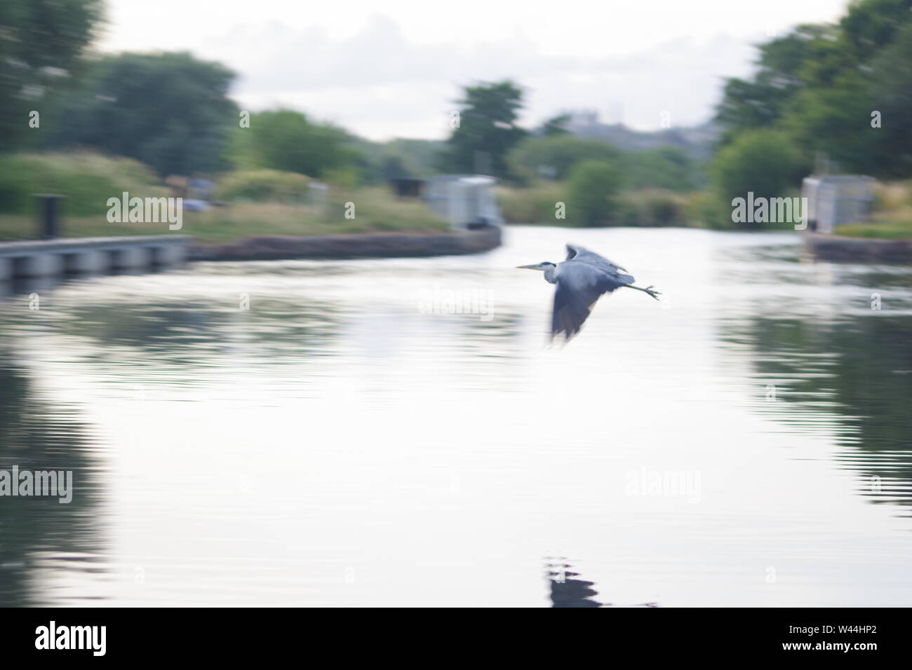 Graureiher (Ardea cinerea), langbeinige räuberischen waten Vogel, im Flug über die Exeter Ship Canal bei Doppel auf einem Sommer Abend gesperrt. Exeter, Großbritannien. Stockfoto