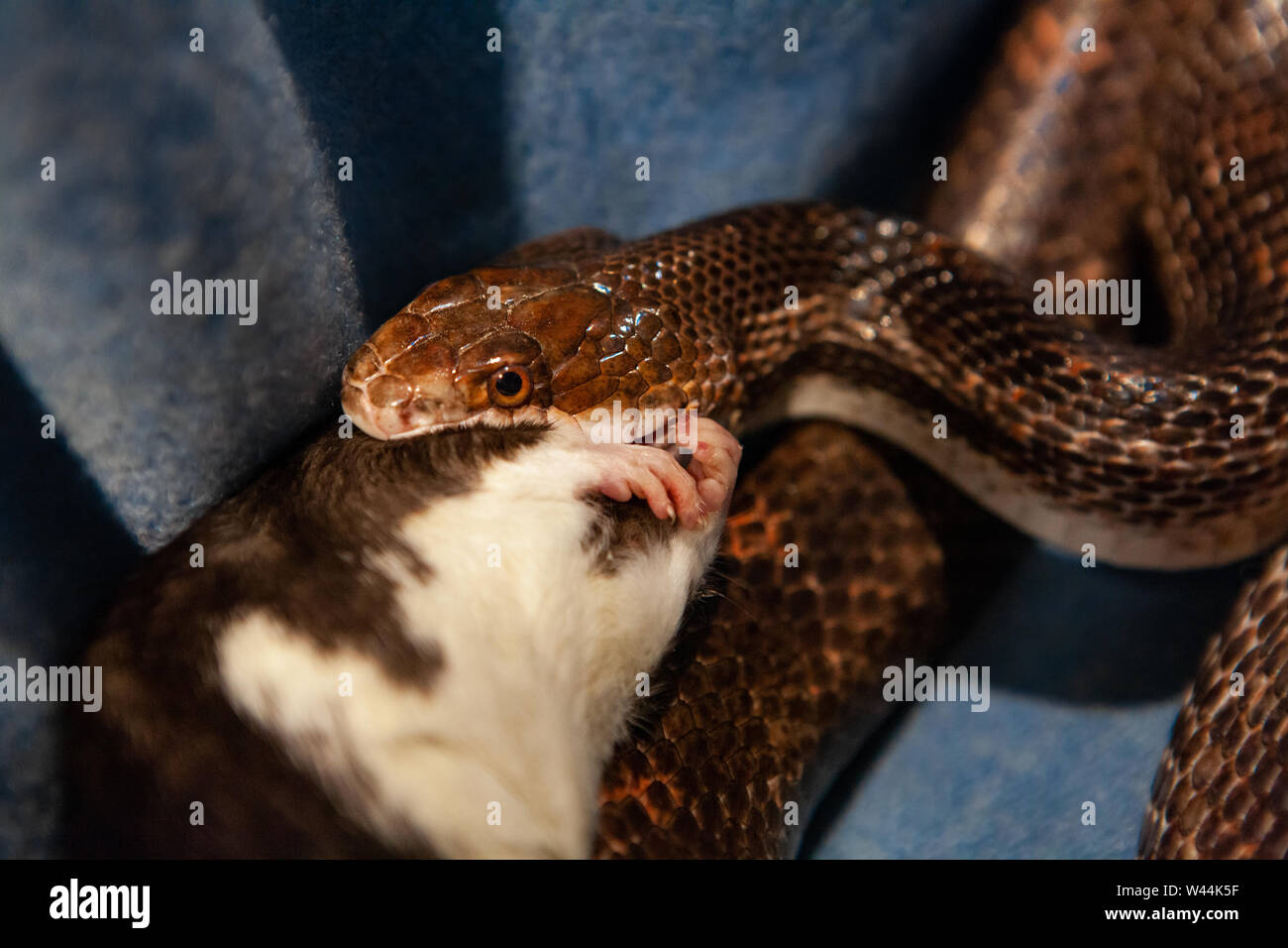 Eine große tödliche Schlange ist closeup gesehen, wie es verschlingt eine kleine Nagetier, Leiter der Ratte ist im Kiefer der Schlange, Platz kopieren nach rechts. Stockfoto