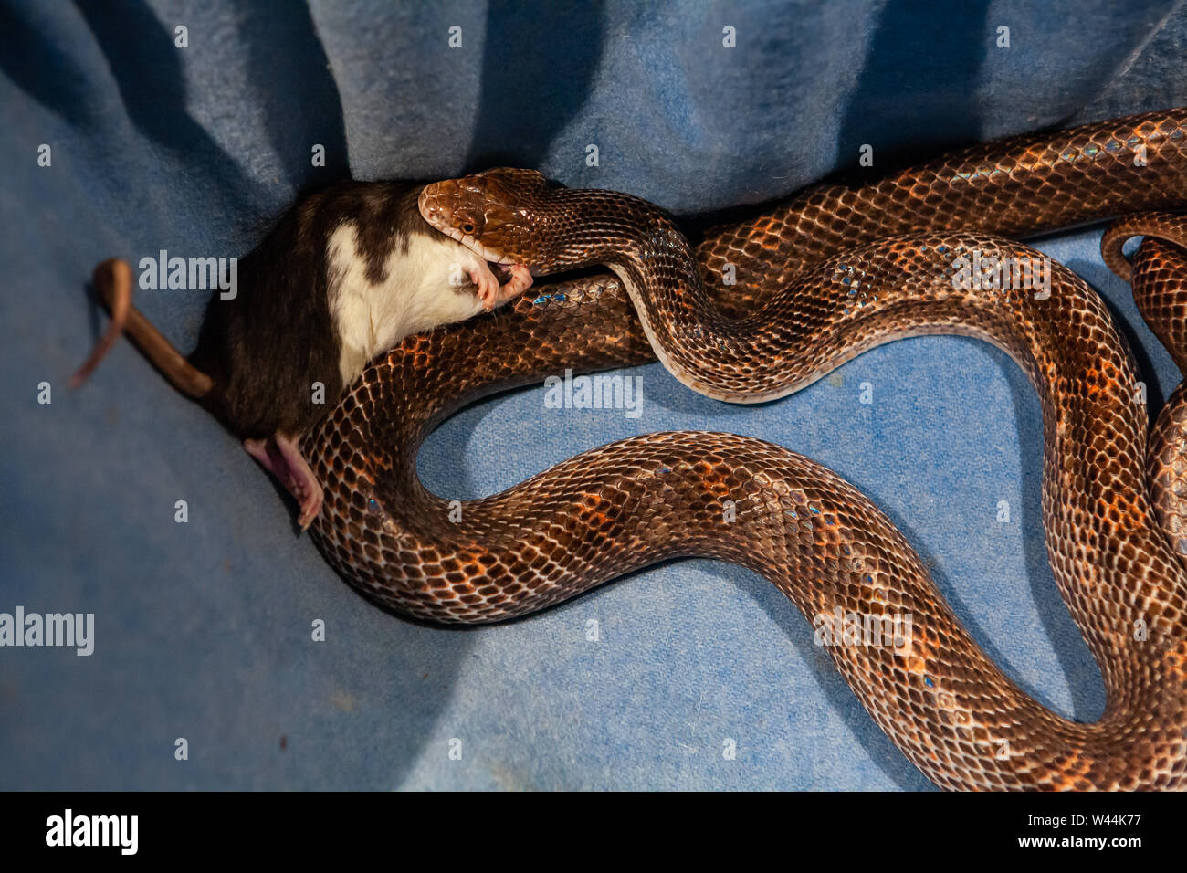 Eine hohe schräger Blick auf eine lange Schlange mit braunen Schuppen, Fütterung auf Beute einer kleinen Nagetier frisst das Tier ganz wie es weitet es backen. Stockfoto