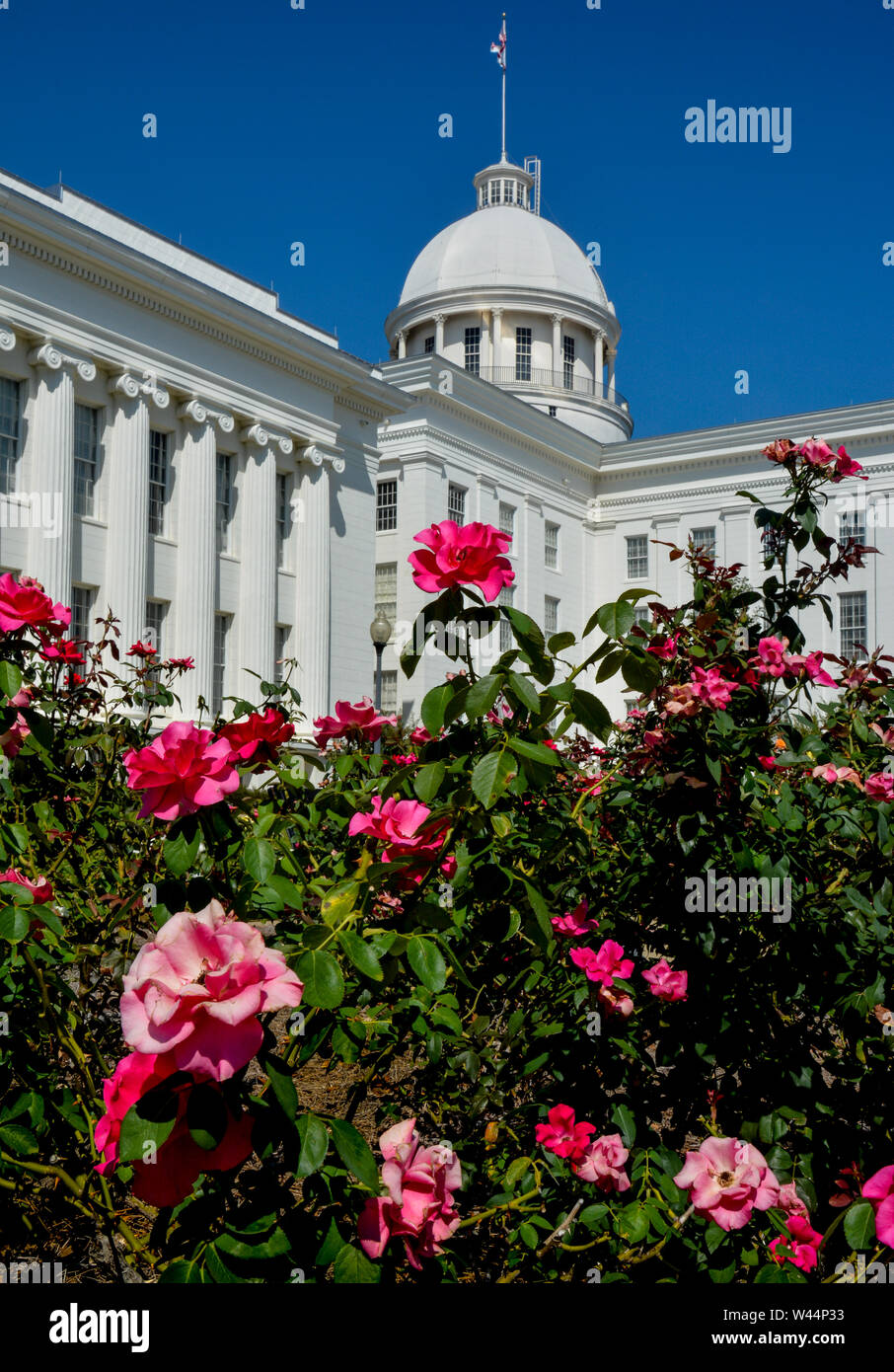 Rosa Rosen im Vordergrund des gewölbten und historischen Alabama State Capitol Building in Montgomery, AL, an einem Sommertag Stockfoto