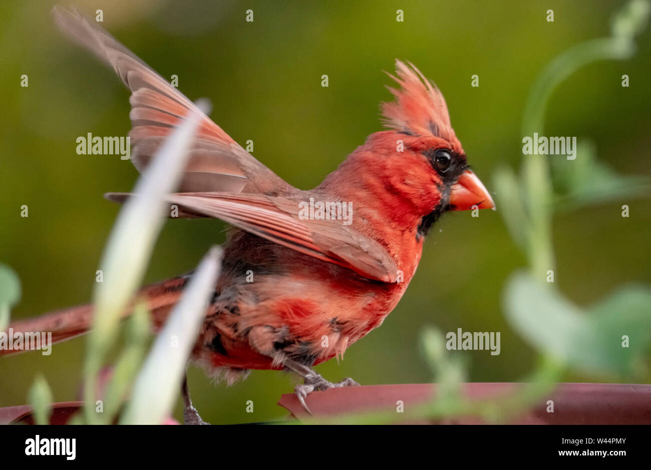 Red Wings Stockfoto