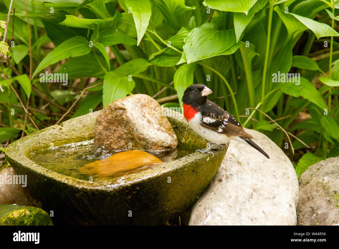 Männliche rose-breasted grosbeak (Pheucticus ludovicianus) im Hinterhof Bewässerung station. Stockfoto