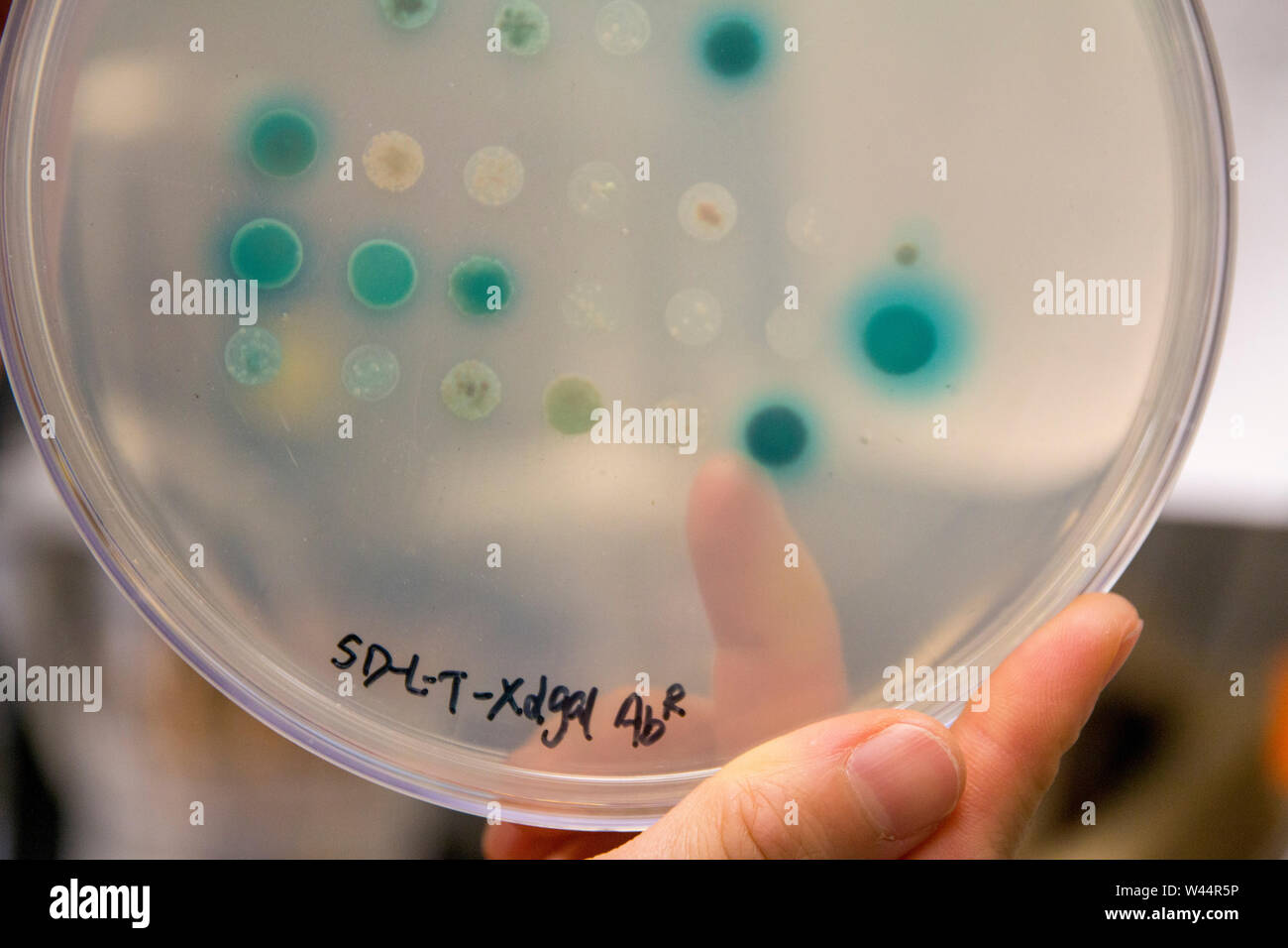 X-Gal Platte, blau/weiß Screening. Weiß bakterienkolonien an DNA-Insertion und erfolgreiche Klonen. Stockfoto