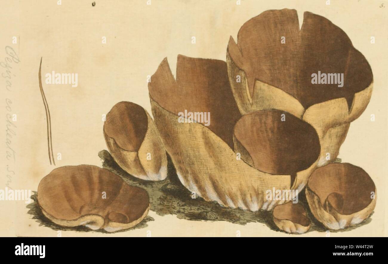 Farbige Abbildungen von Englisch Pilze oder Pilze - t. 5. Stockfoto