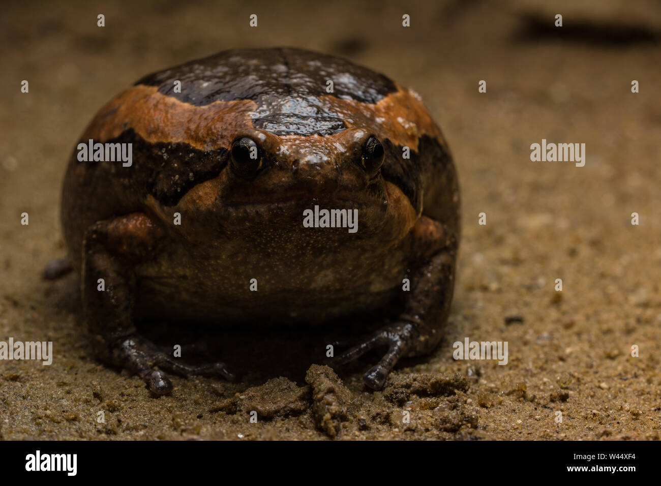 Gebänderte Bullfrog (Kaloula pulchra) aus Hong Kong, Hong Kong. Stockfoto