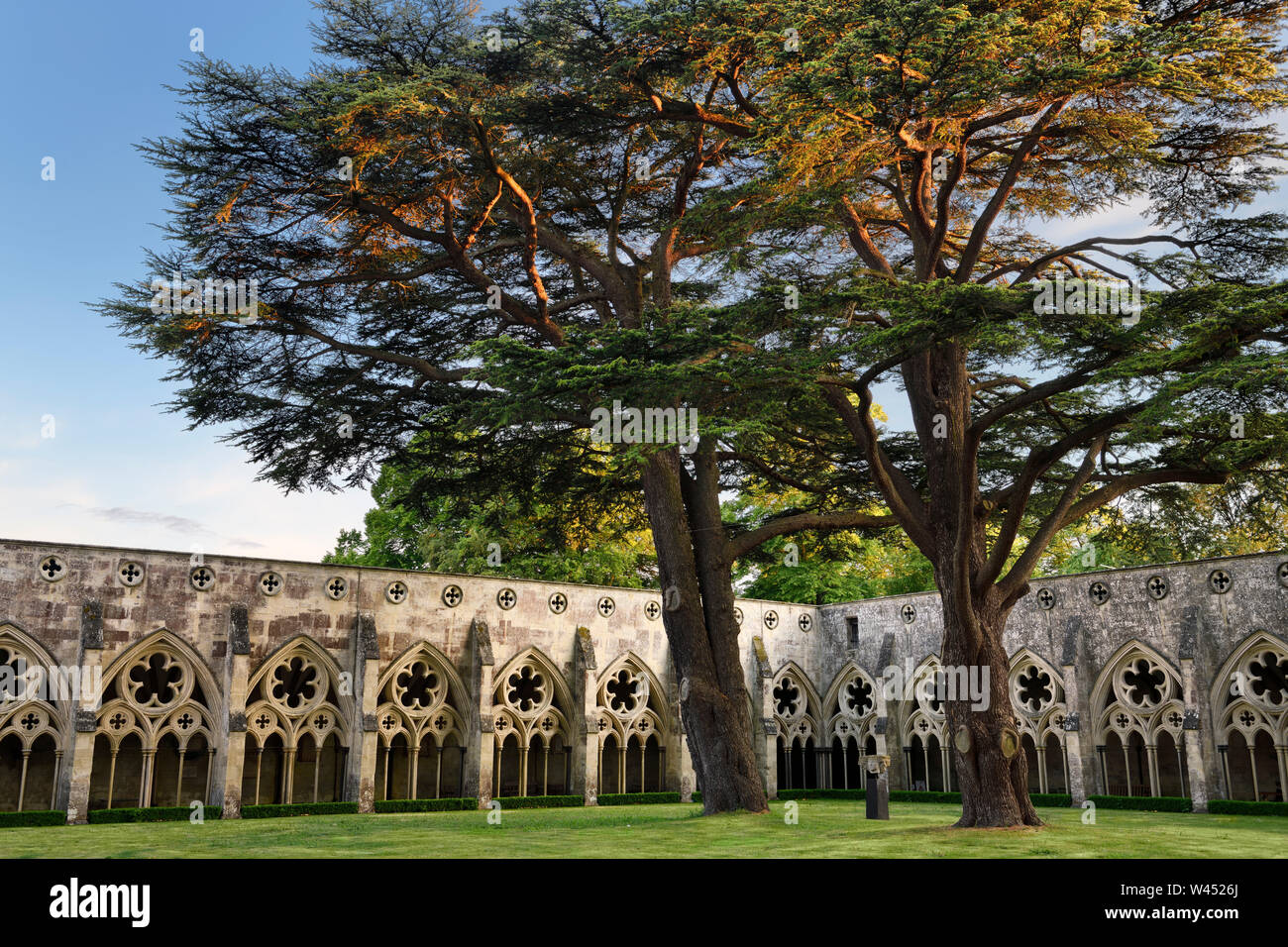 Zwei riesige Zeder im Garten des Kreuzgangs mit Arkaden überdachten Gehweg an der Kathedrale von Salisbury Salisbury England Stockfoto