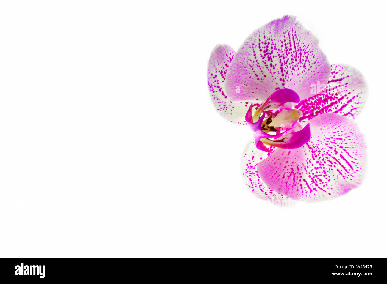 Orchidee. Auf einem weißen Hintergrund isoliert rosa Orchidee auf der rechten Seite, mit der linken leeren Raum unter der Inschrift. Isolieren Stockfoto