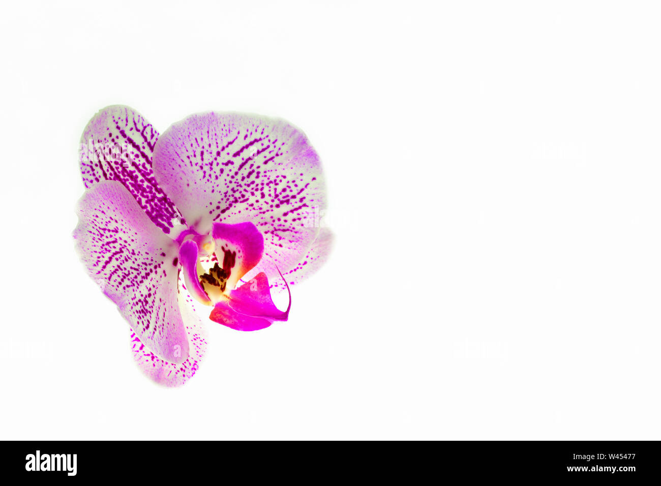 Orchidee. Auf einem weißen Hintergrund isoliert rosa Orchidee auf der linken Seite auf der rechten leeren Raum unter der Inschrift. Isolieren Stockfoto