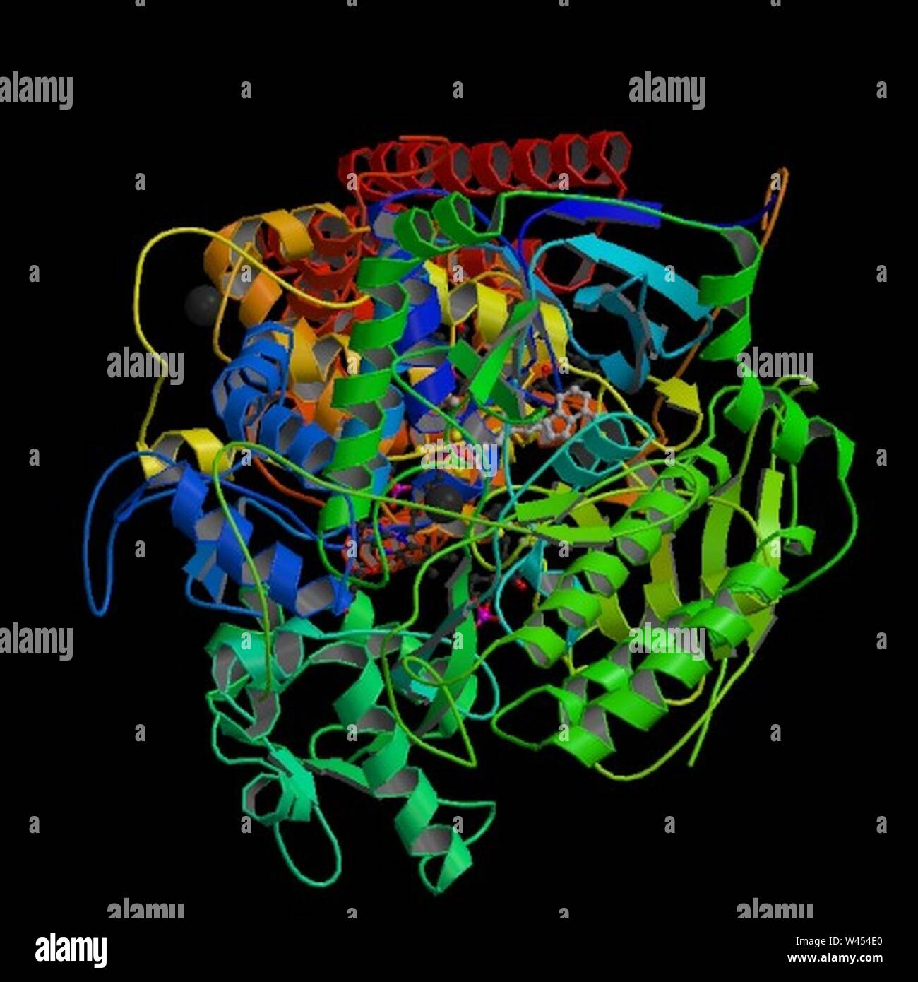 Anlage II (Succinat Dehydrogenase) (Coli). Stockfoto